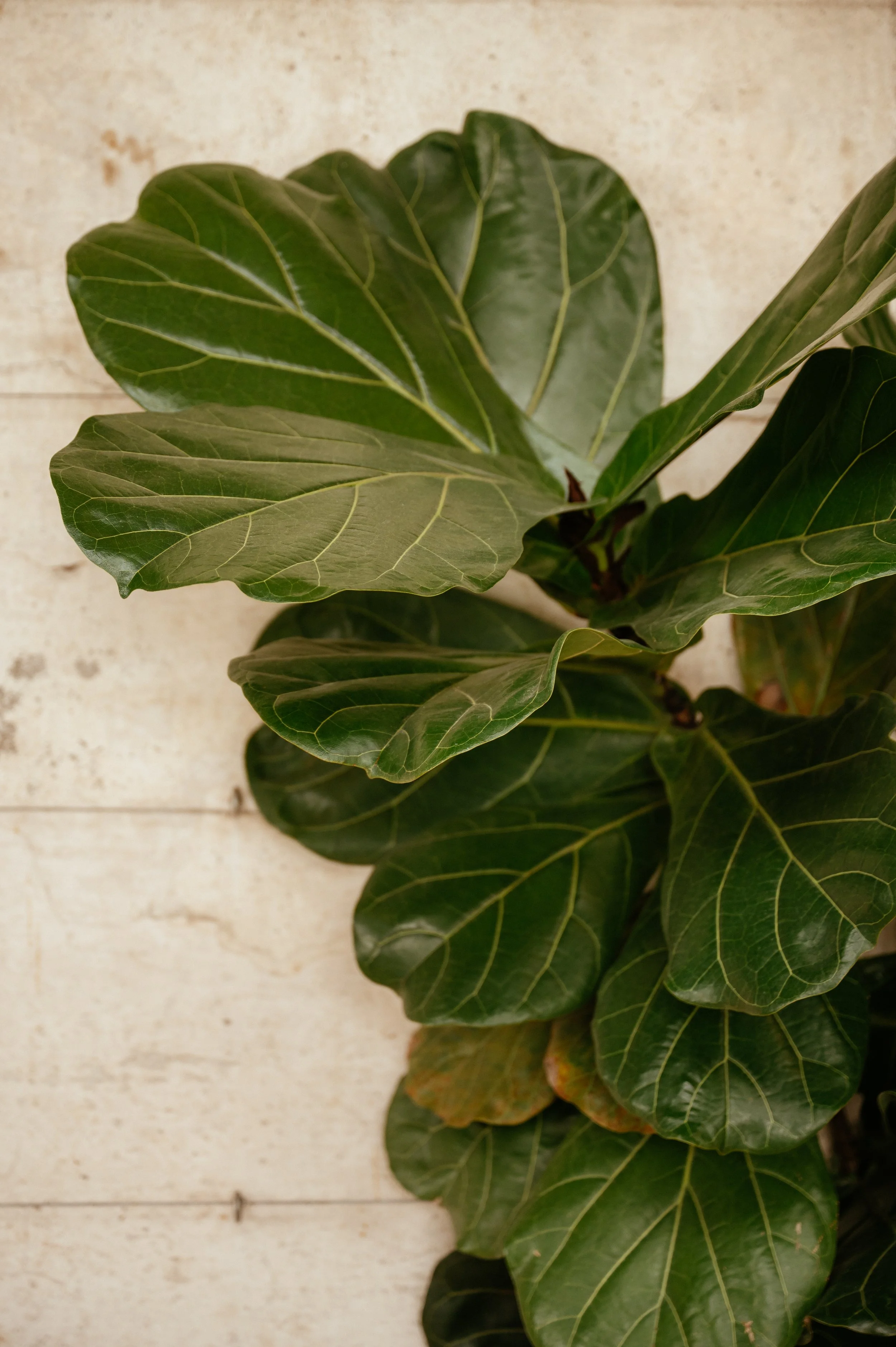 Middleton Lodge Fig House Wedding Photography by Lauren Braithwaite