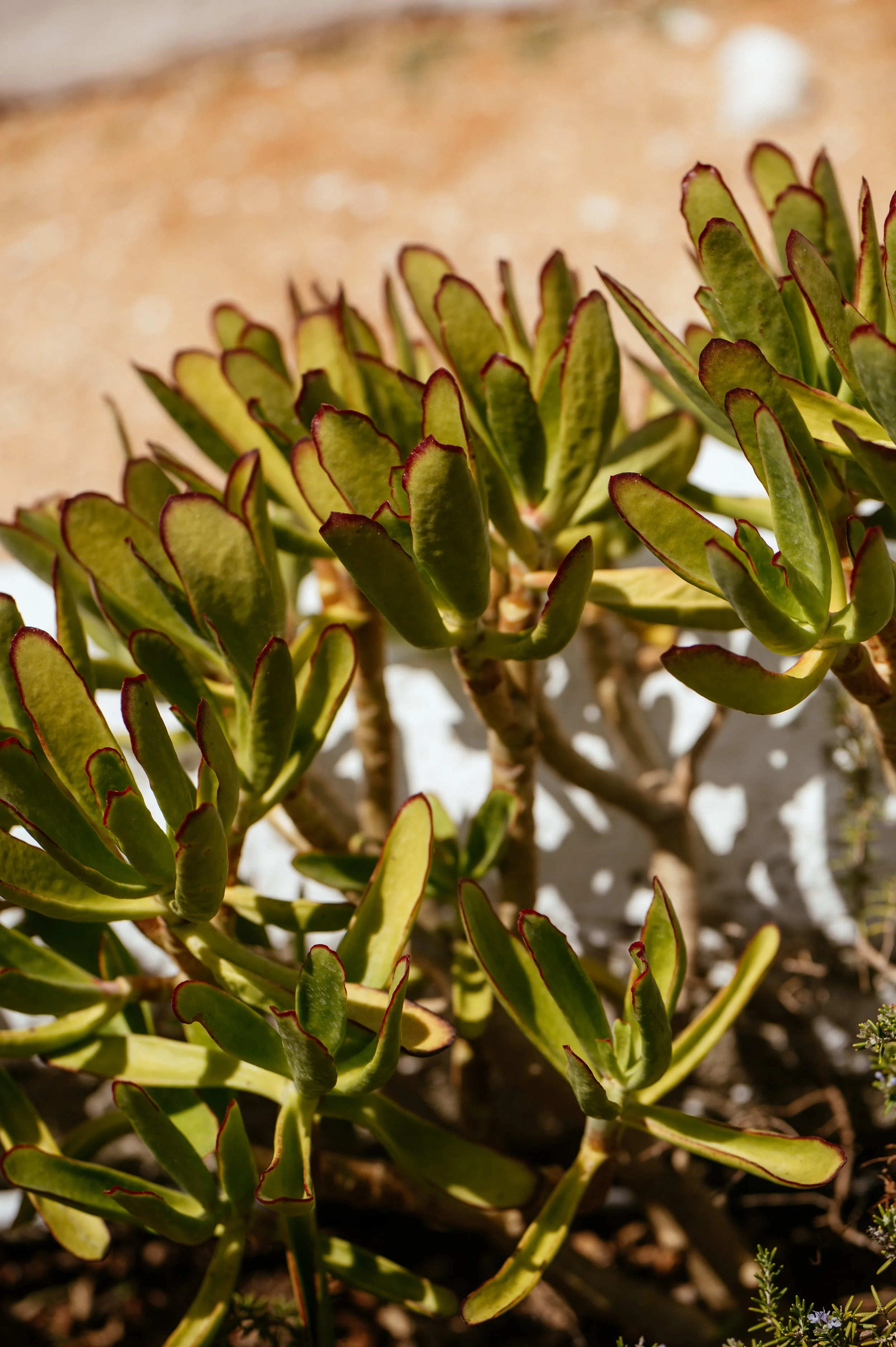 Chapel Nossa Senhora Da Rocha and Morgado do Quintão Wedding in Portugal by Lauren Braithwaite