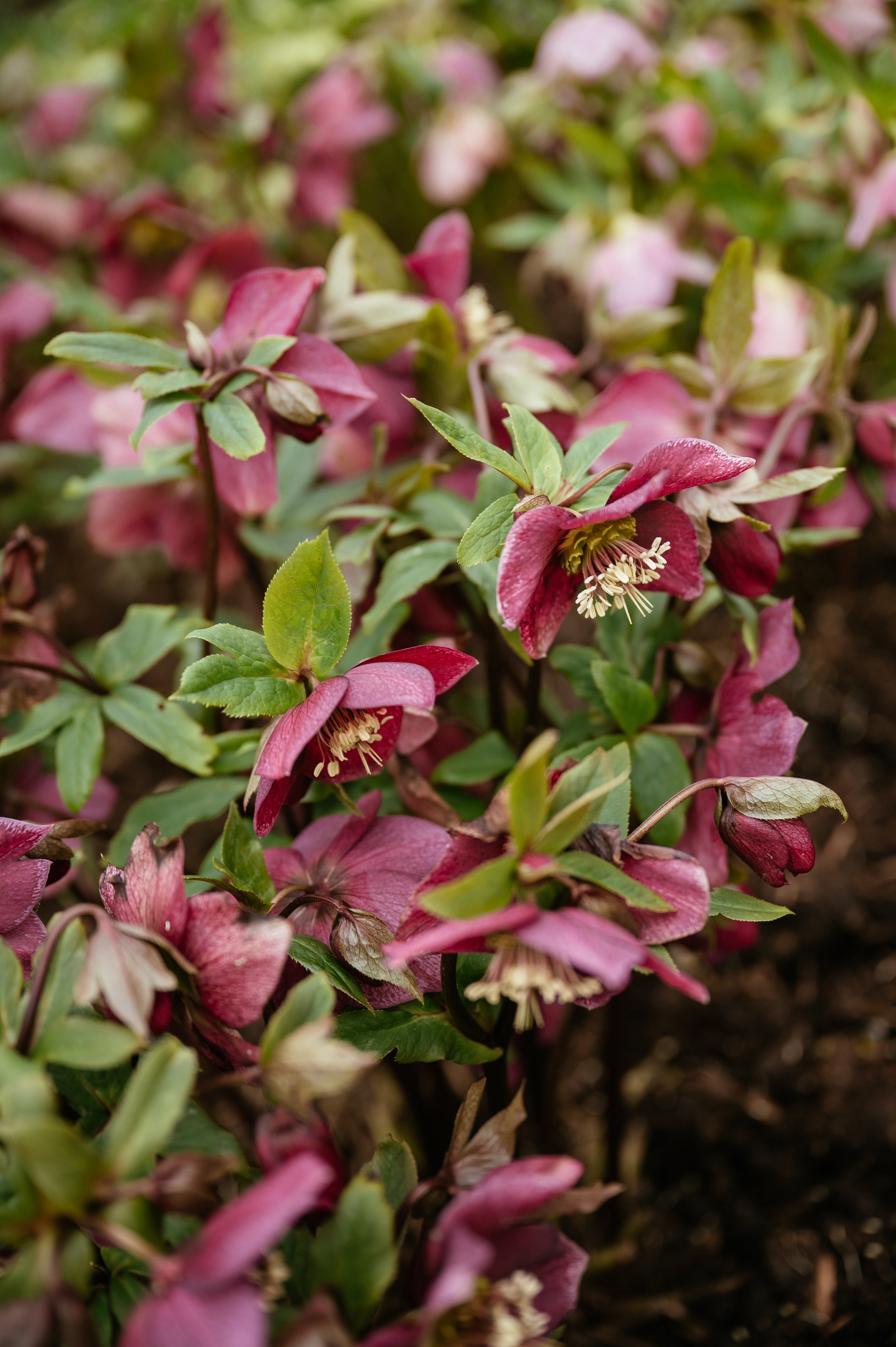Middleton Lodge Fig House Wedding Photography by Lauren Braithwaite