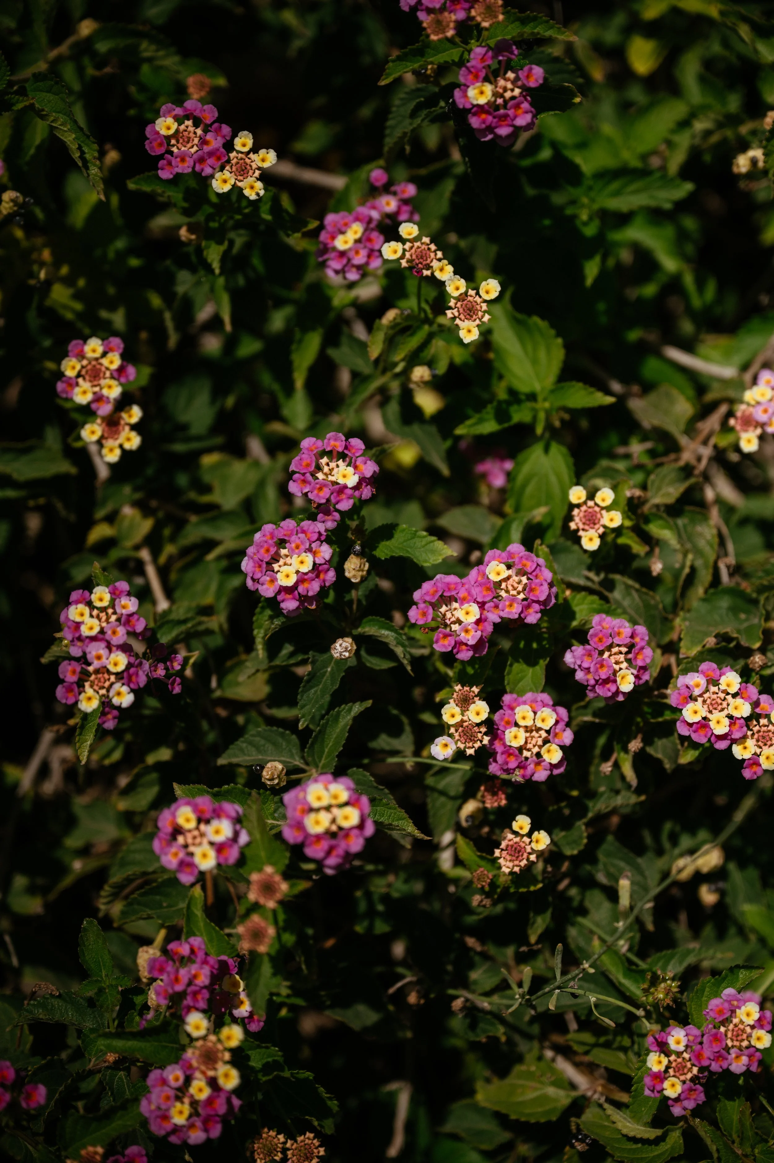Chapel Nossa Senhora Da Rocha and Morgado do Quintão Wedding in Portugal by Lauren Braithwaite