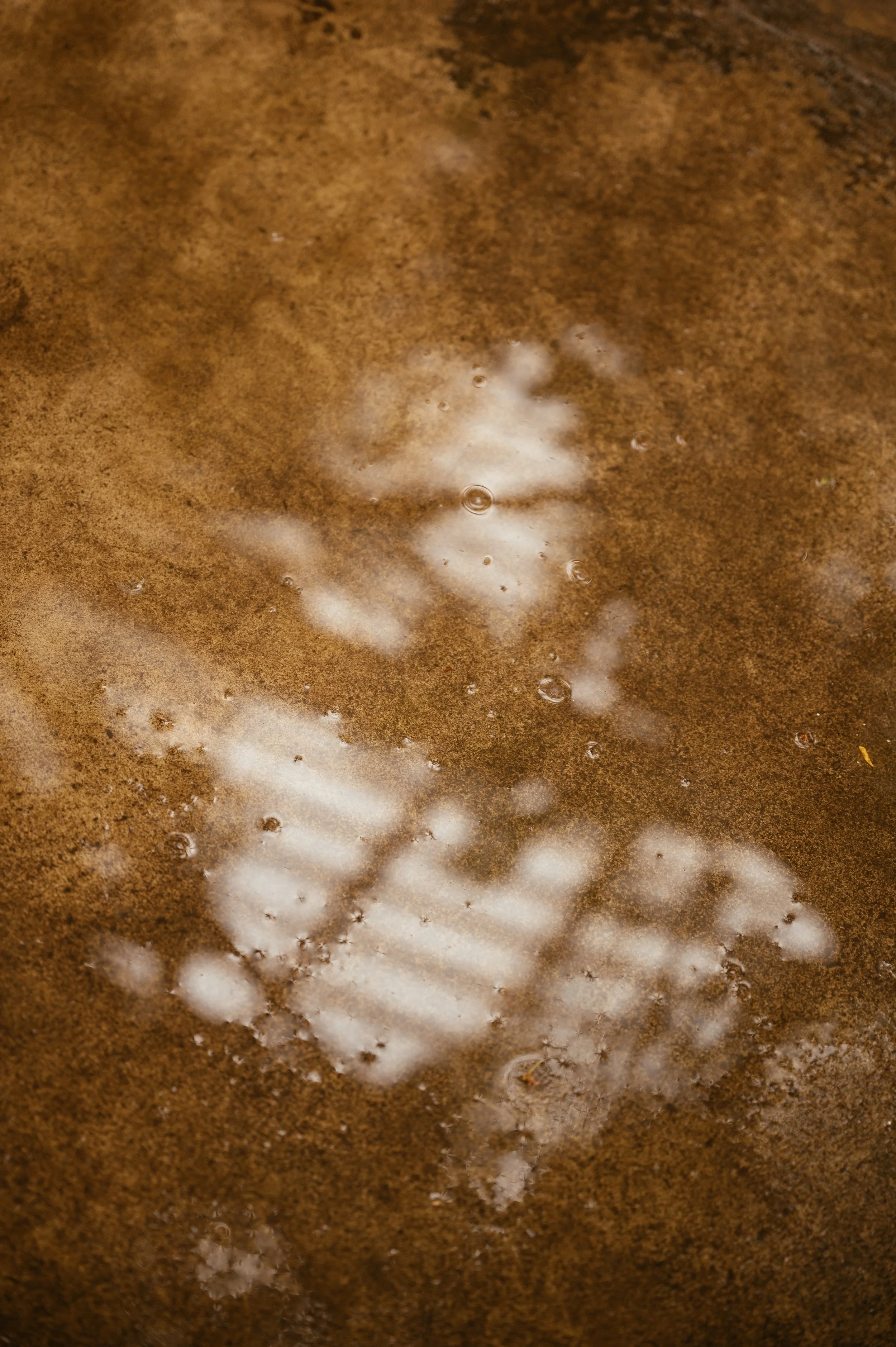 Kew Gardens Wedding - Lauren Braithwaite