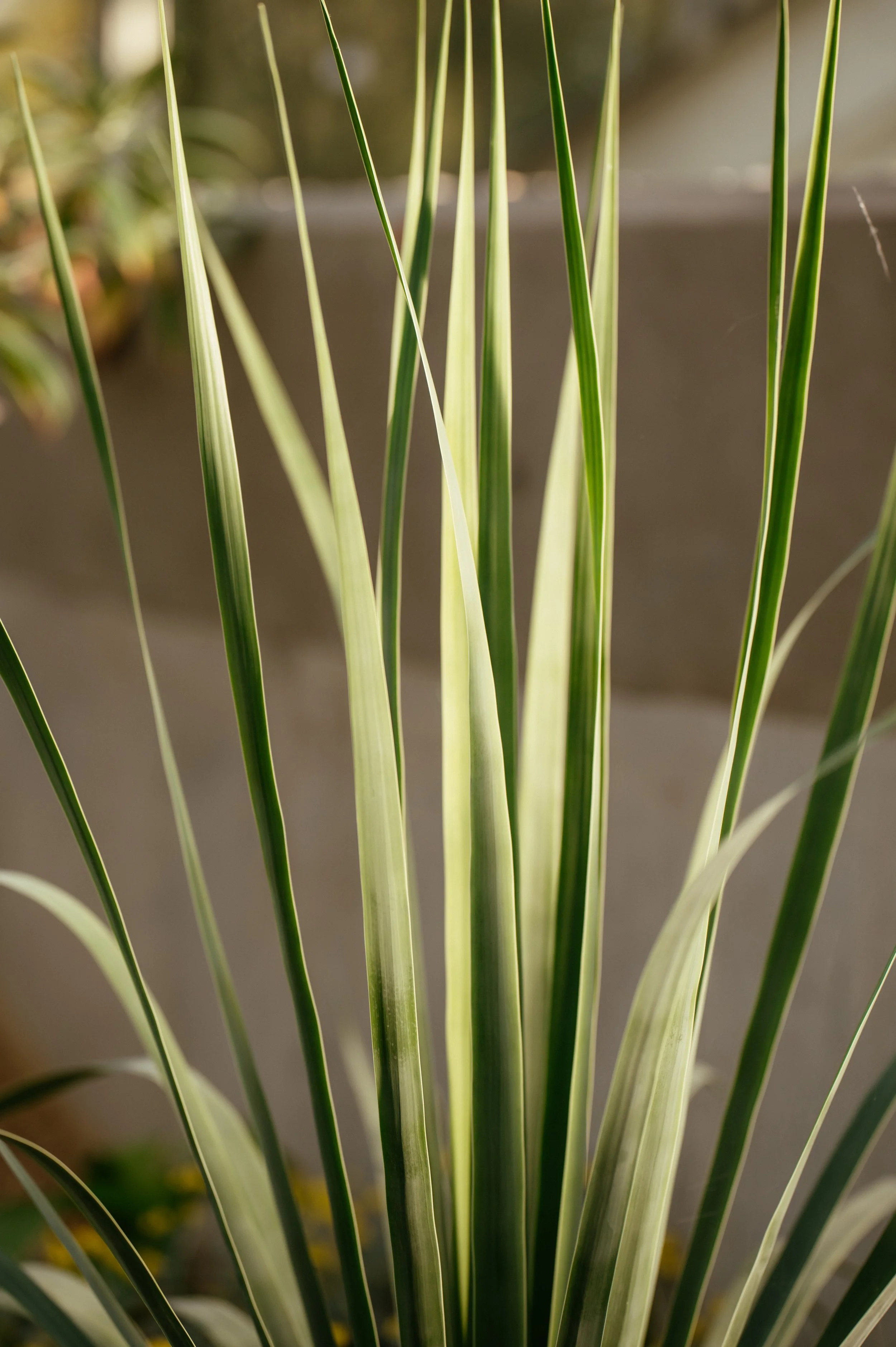 Kew Gardens Wedding - Lauren Braithwaite