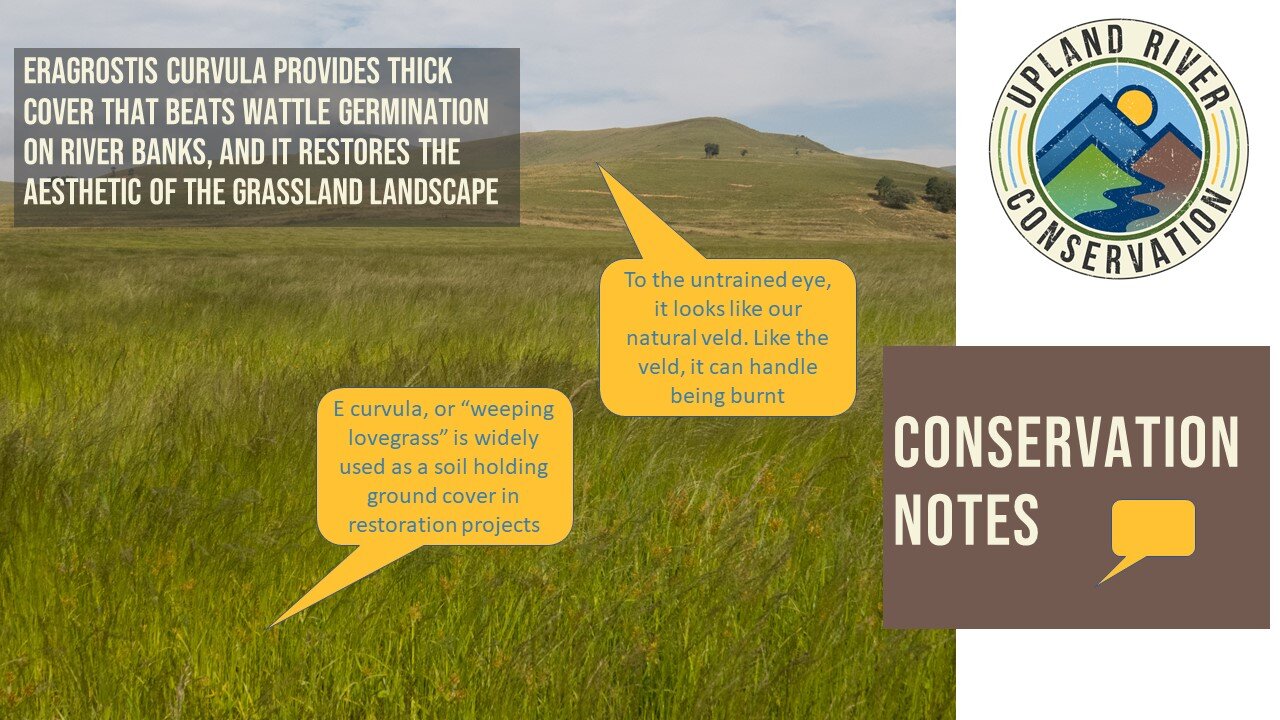Conservation notes 1.jpg