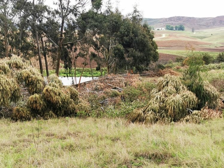 FARM tree felling near Rathmines 3.jpg