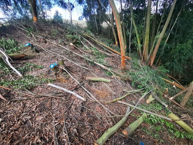 FARM tree felling.jpg