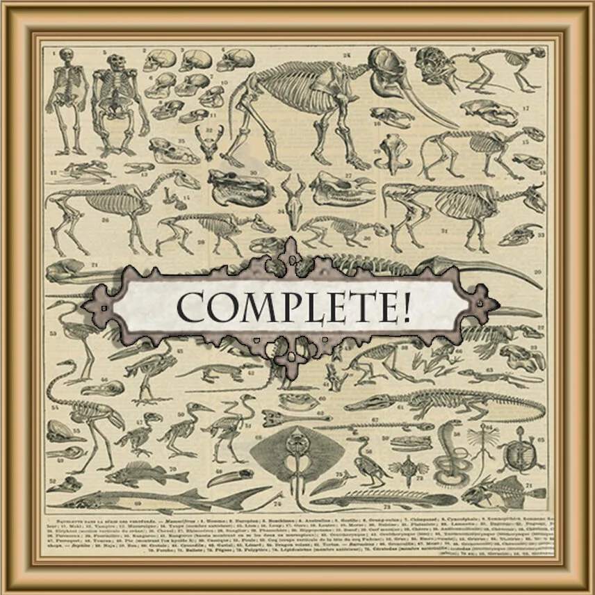 Completebones.jpg