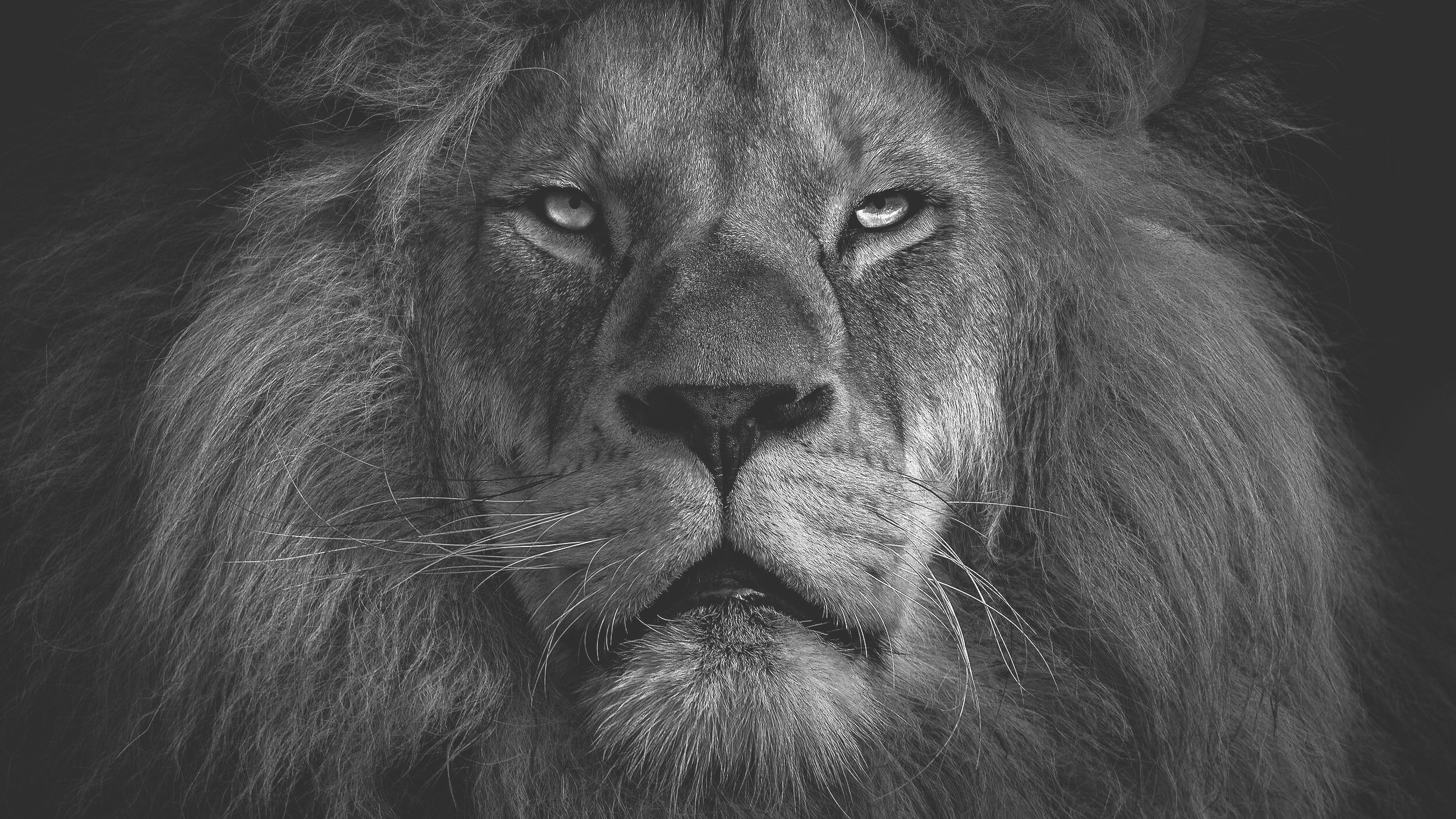 Нужно быть львом. Статусы про Льва. Лев бежит. Статусы со львами в картинках. Лев не бегает за овцами.