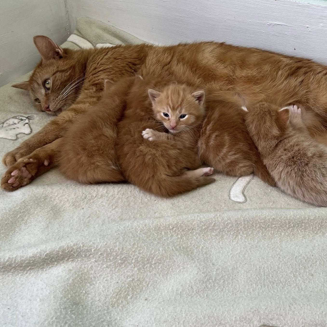 Tango’s Babies