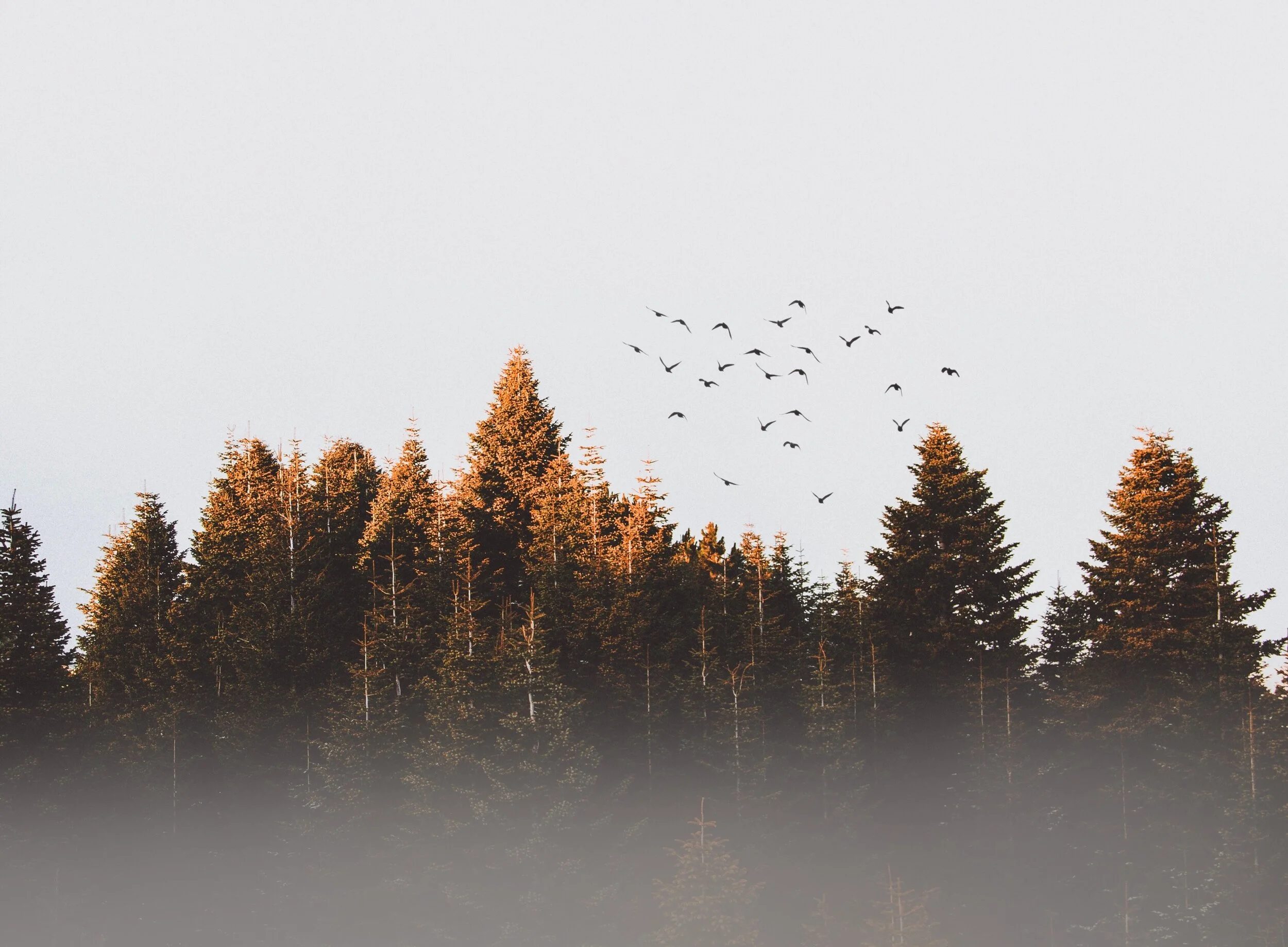 What can nature teach us about virtue?