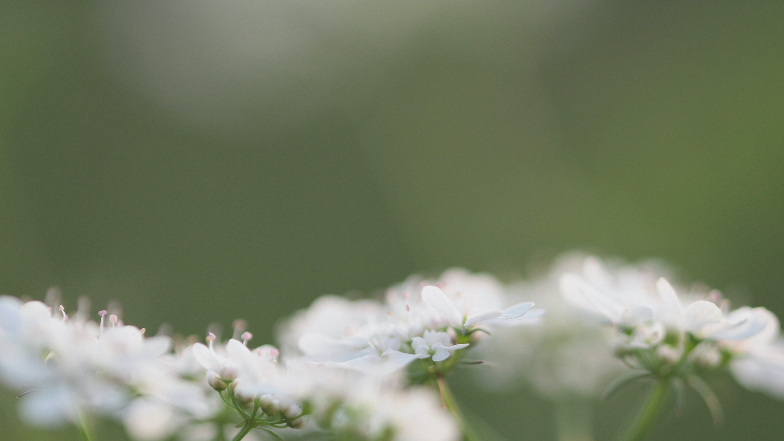 Humility: is it a forgotten virtue? (Part I)