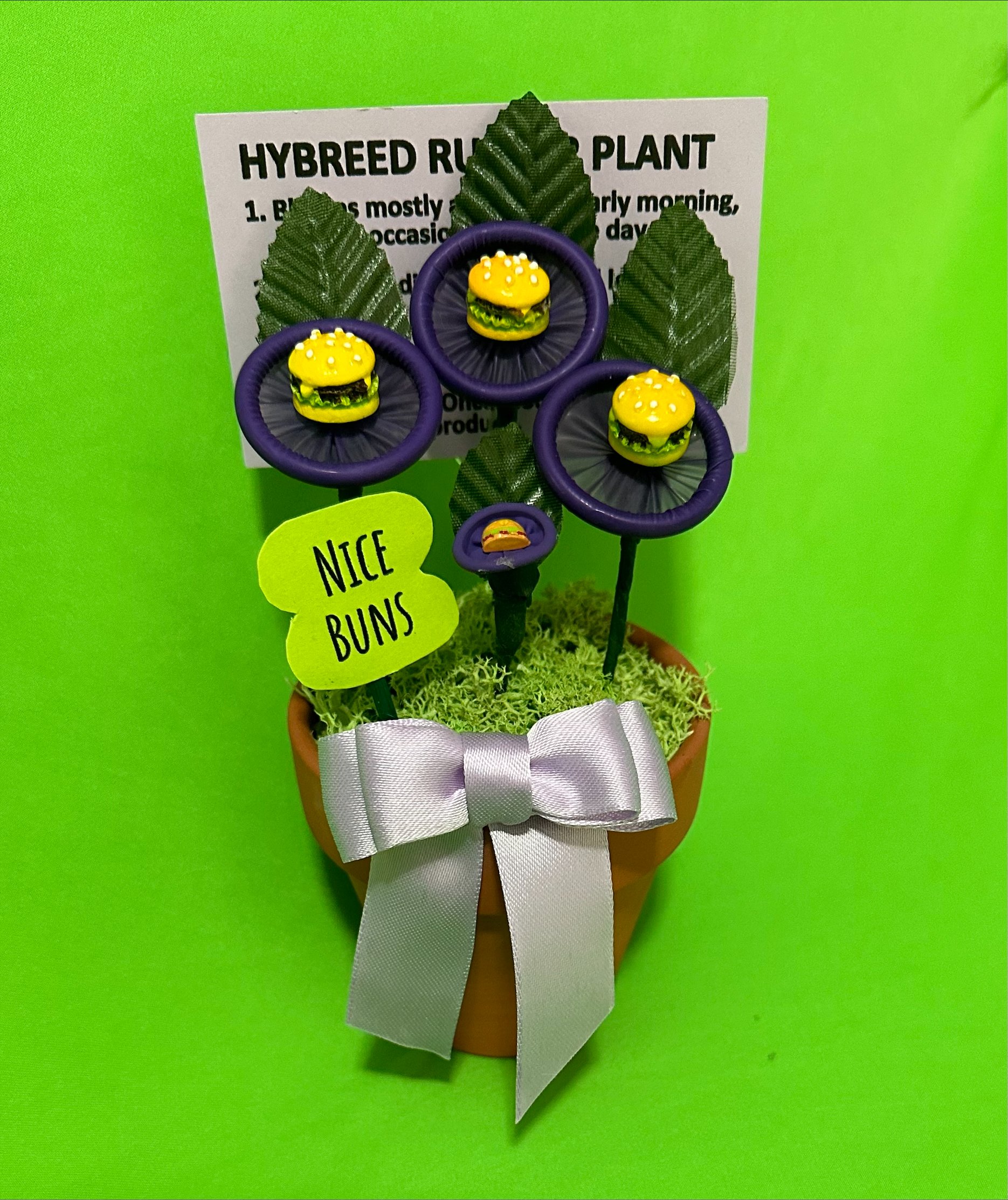 "Nice Buns" Hamburger Plant