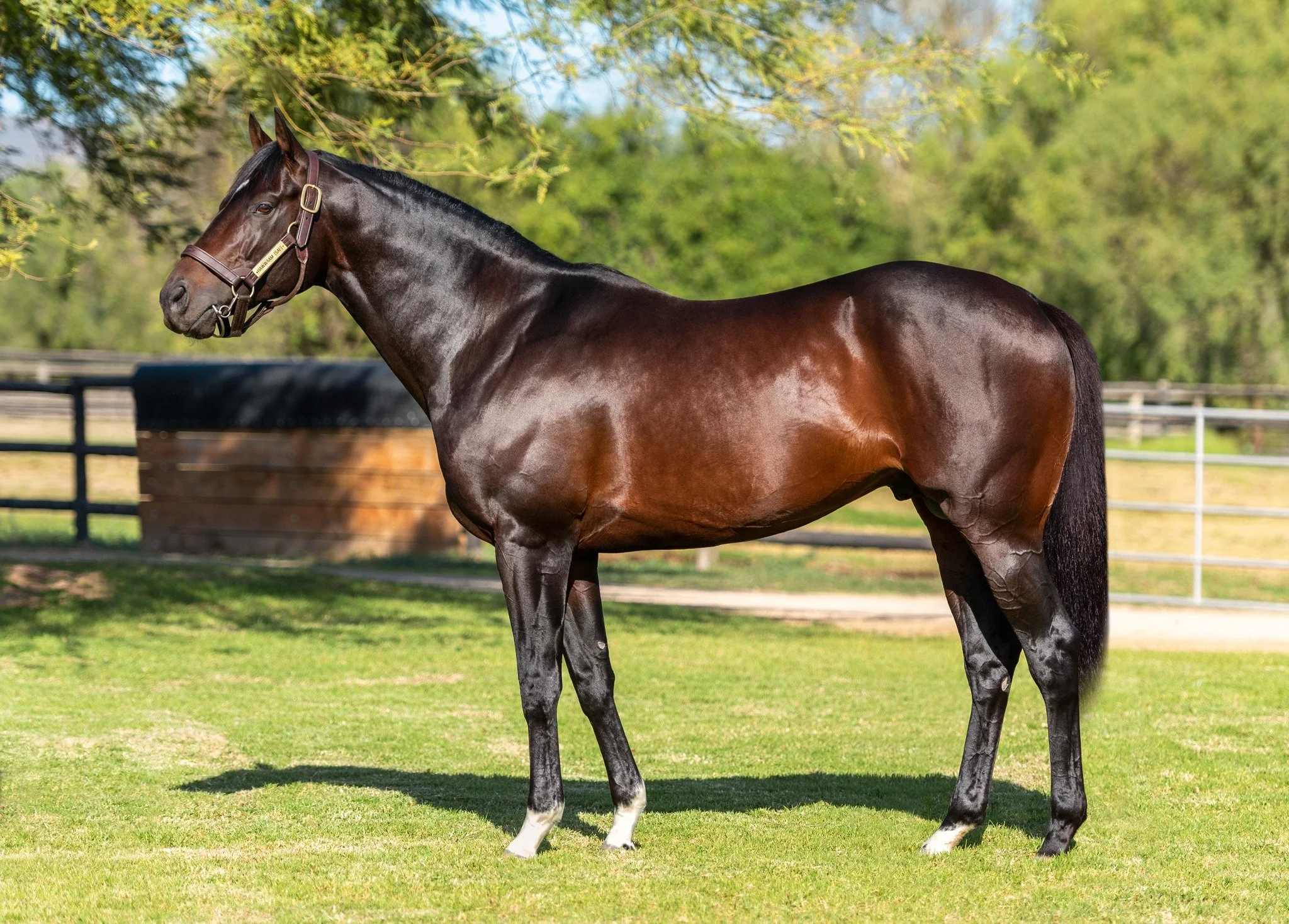 Finding Value with Data: South African Stallions (2025)