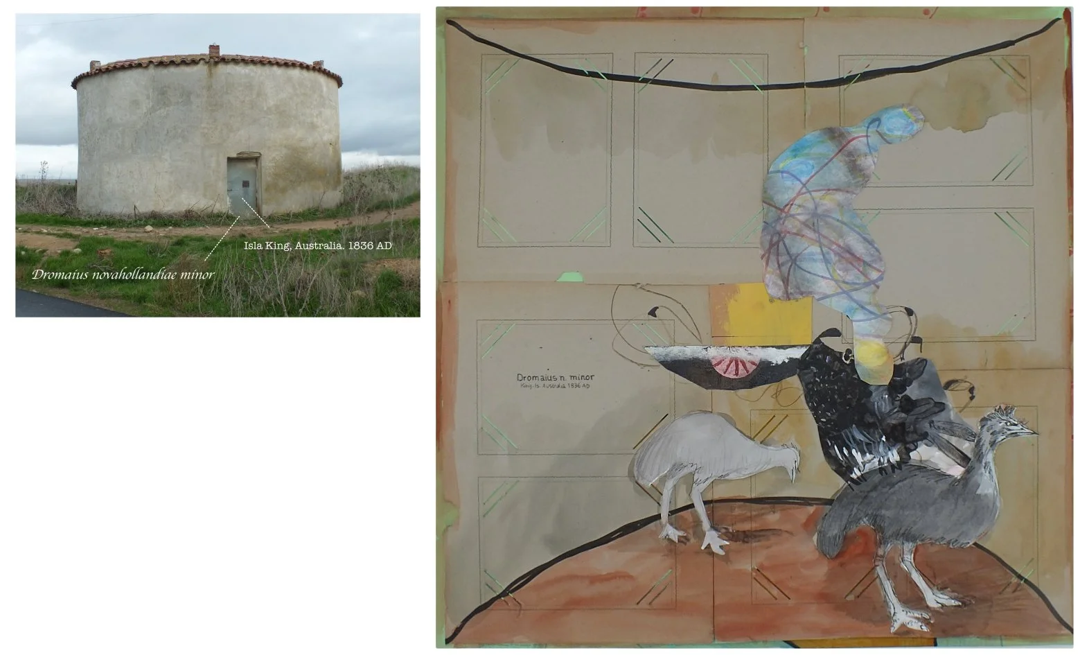 batch_Dromaius minor.jpg