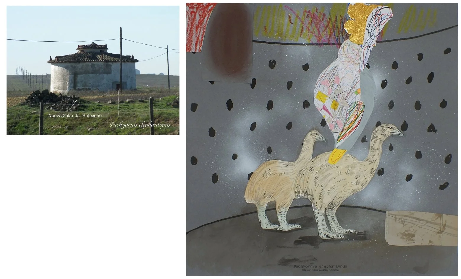 batch_Pachyornis elephantopus.jpg