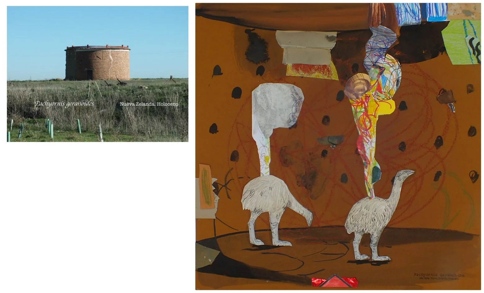 batch_Pachyornis geranoides.jpg