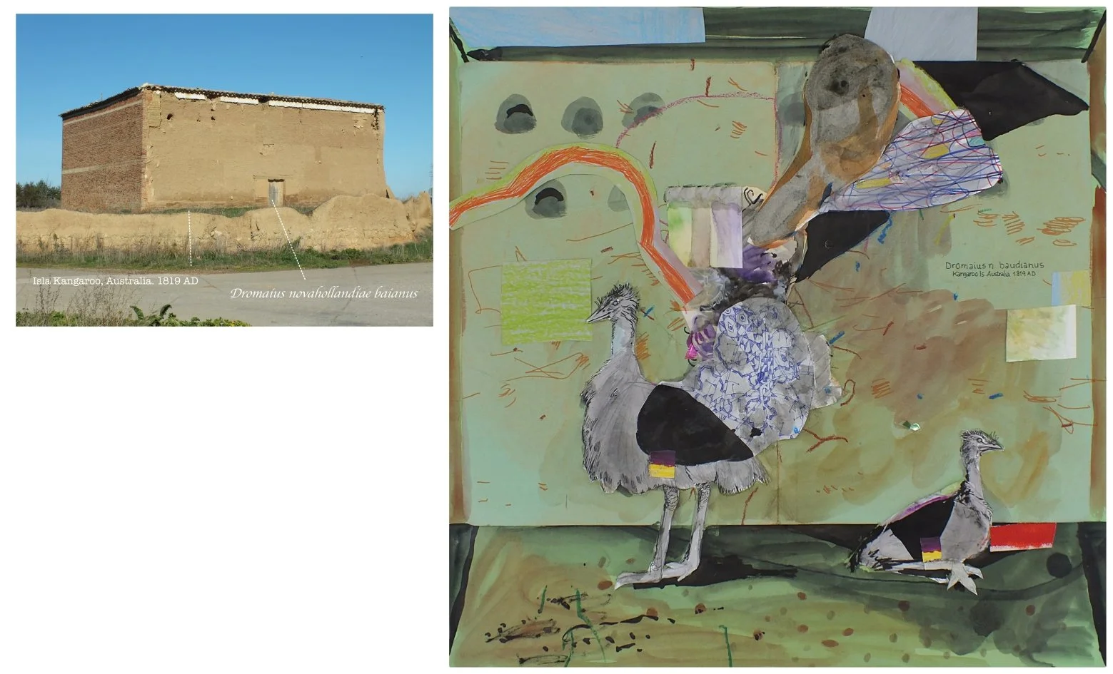 batch_Dromaius baianus.jpg