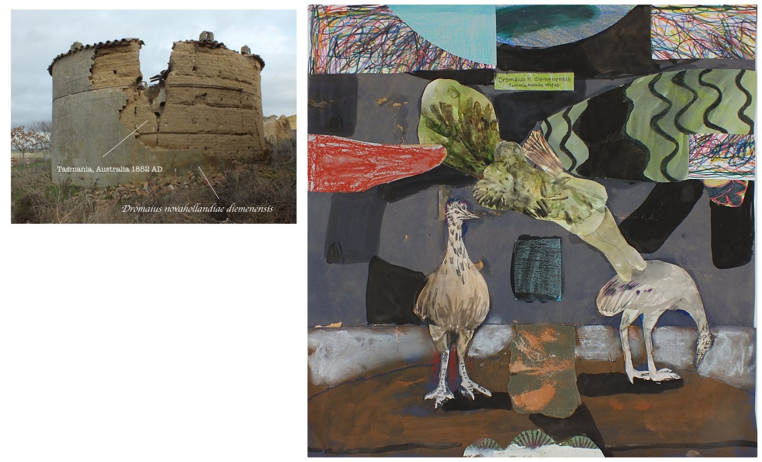 batch_Dromaius diemenensis.jpg
