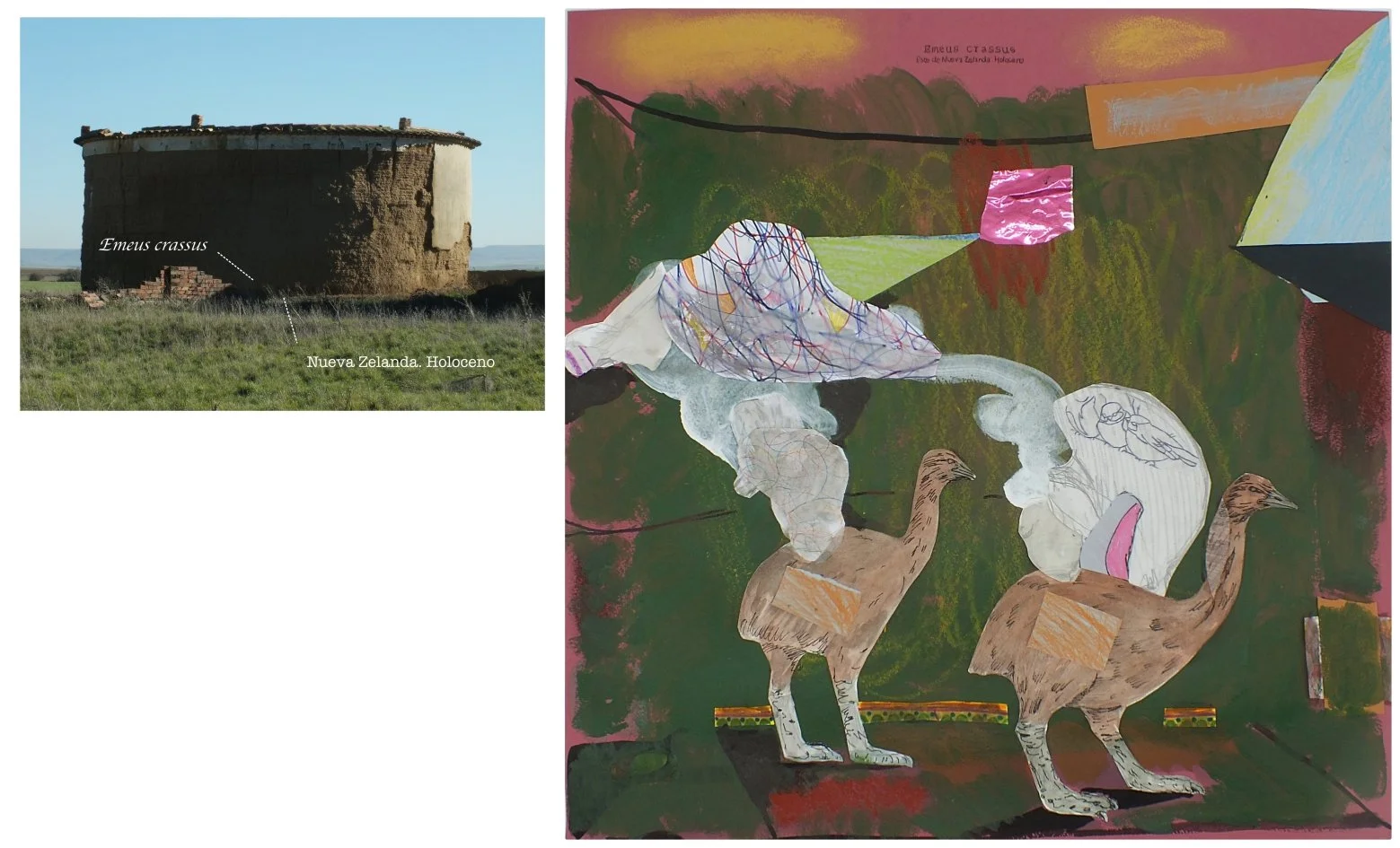 batch_Emeus crassus.jpg