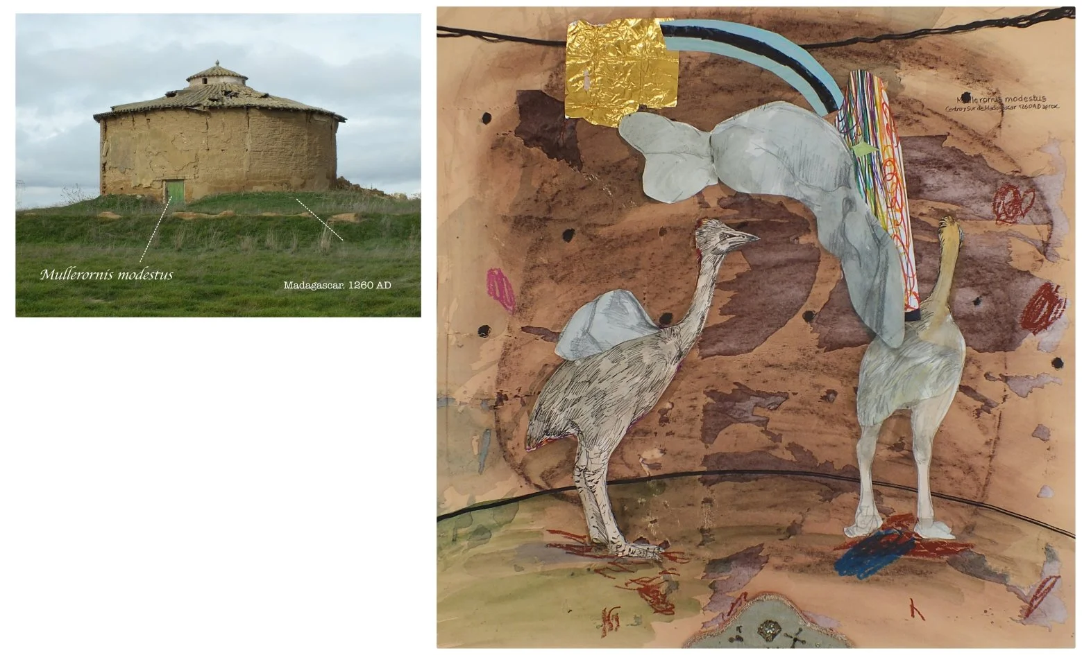 batch_mullerornis modestus.jpg