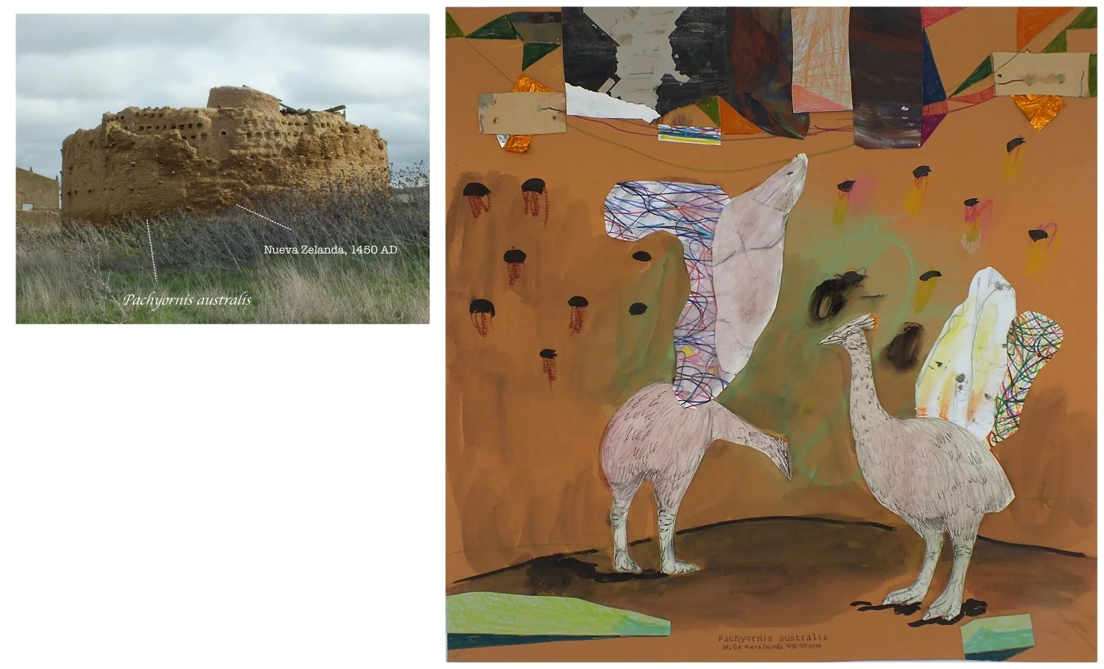 batch_Pachyornis australis.jpg