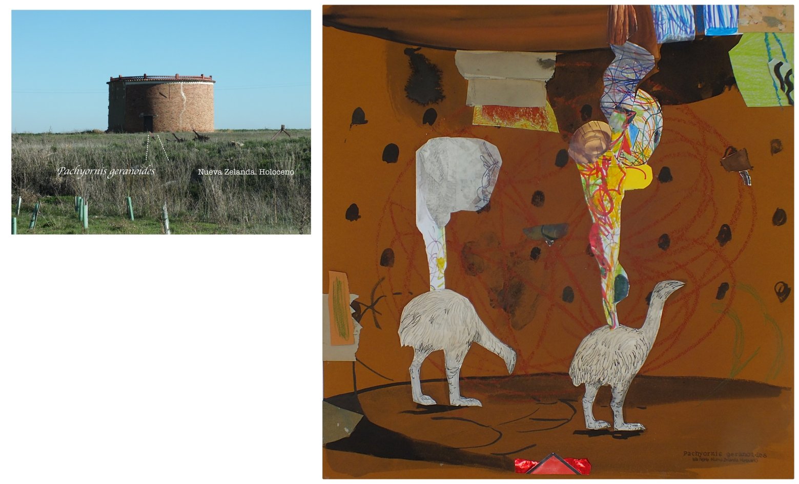 batch_Pachyornis geranoides.jpg