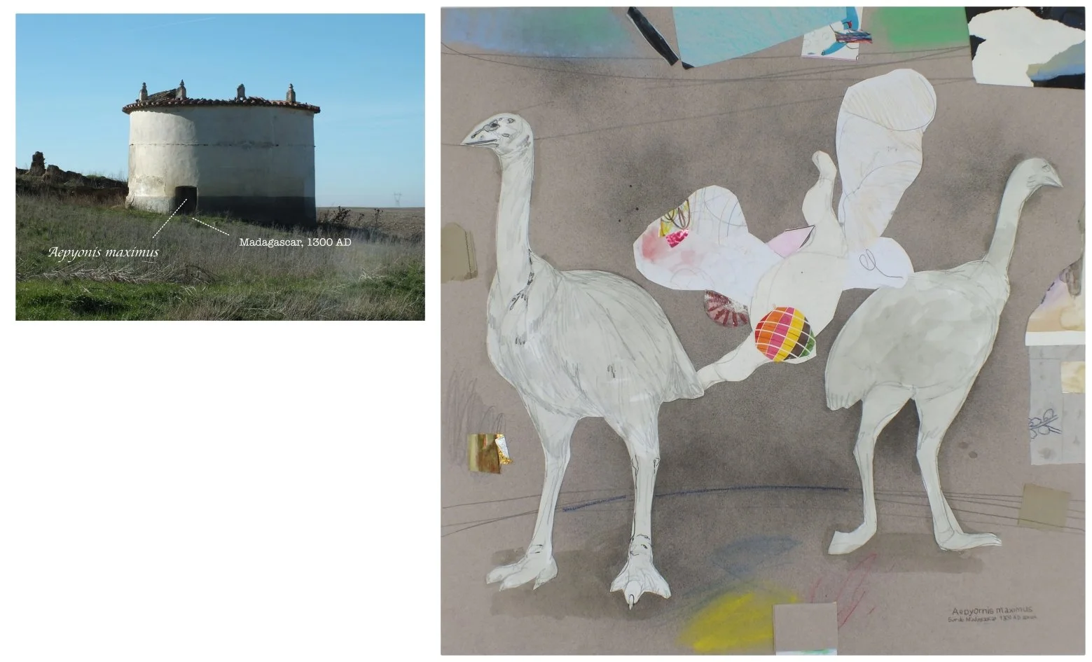 batch_Aepyornis maximus.jpg