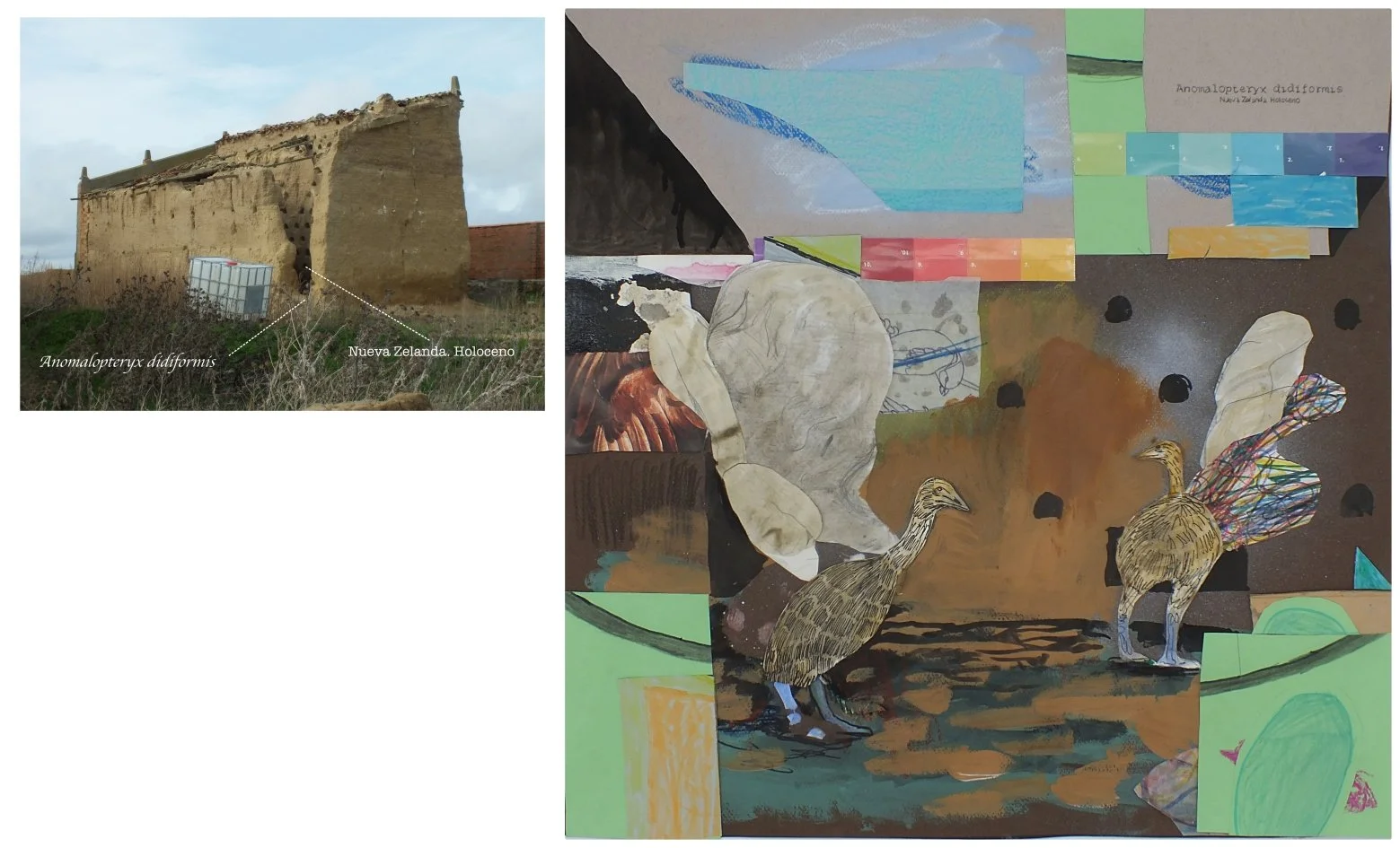 batch_Anomalopteryx didiformis.jpg