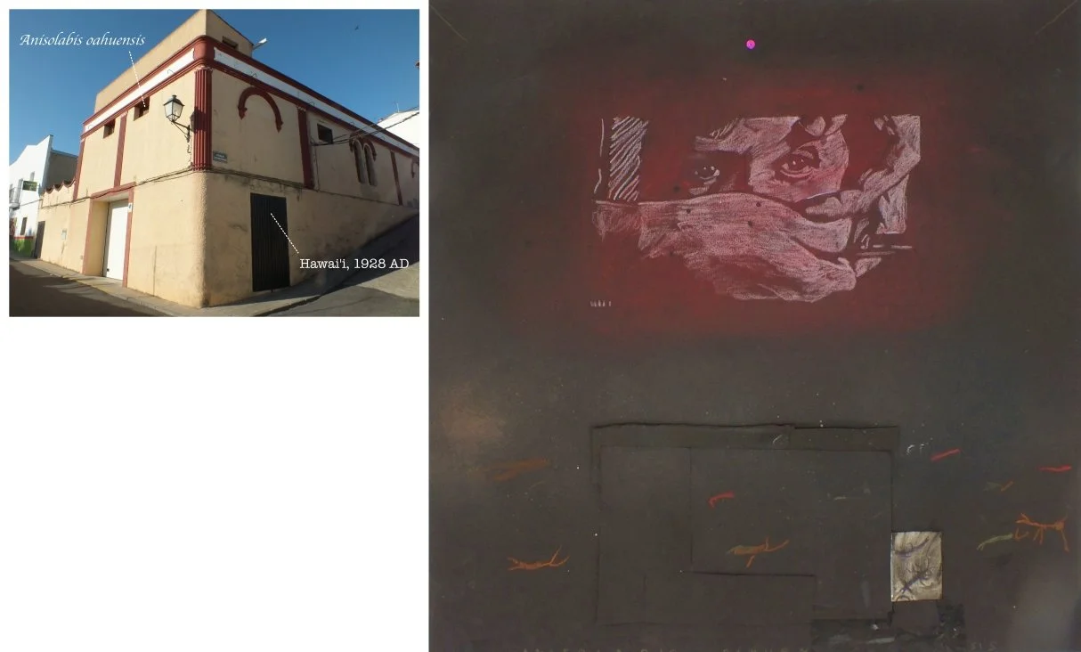 batch_Anisolabis oahuensis-tile.jpg