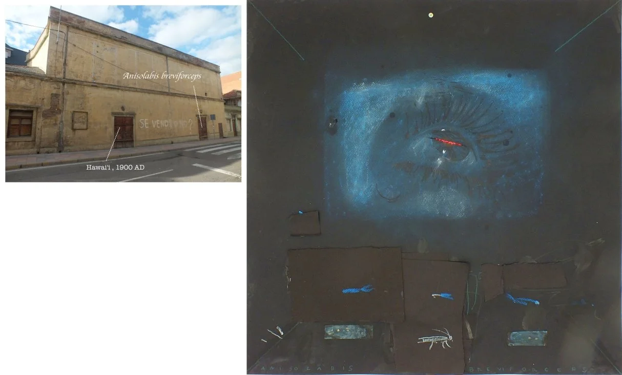 batch_Anisolabis breviforceps-tile.jpg