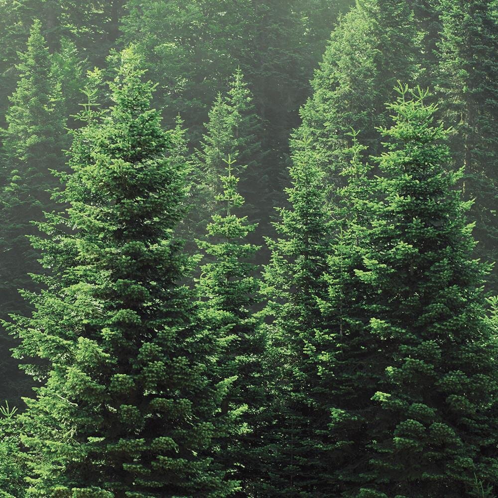 BalsamFir_2000x.progressive.jpg