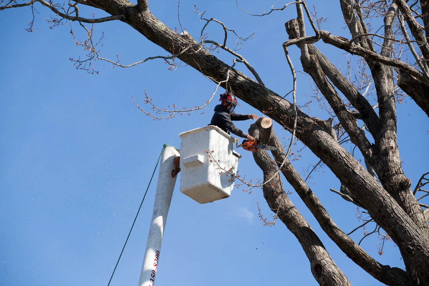 TREE SERVICE — BANTAM PROPERTY MANAGEMENT