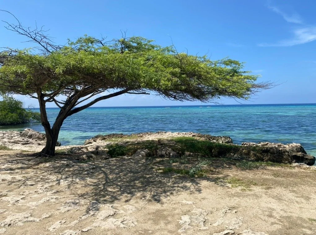 Our team devotional this morning was a reminder to give God the glory due Him, He is sovereign over all creation. 
"Give unto the LORD the glory due unto his name: bring an offering, and come before him: worship the LORD in the beauty of holines