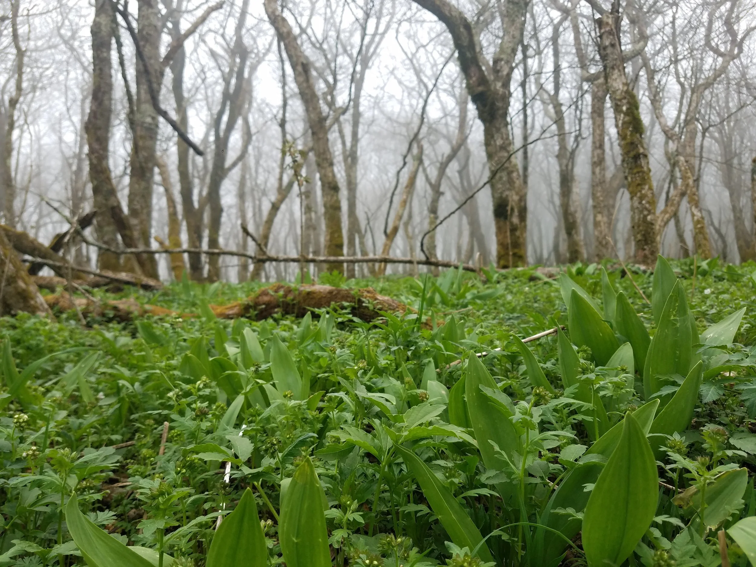 Willard's Wonderings: How Scientists are Using Genetics to Protect Ramps