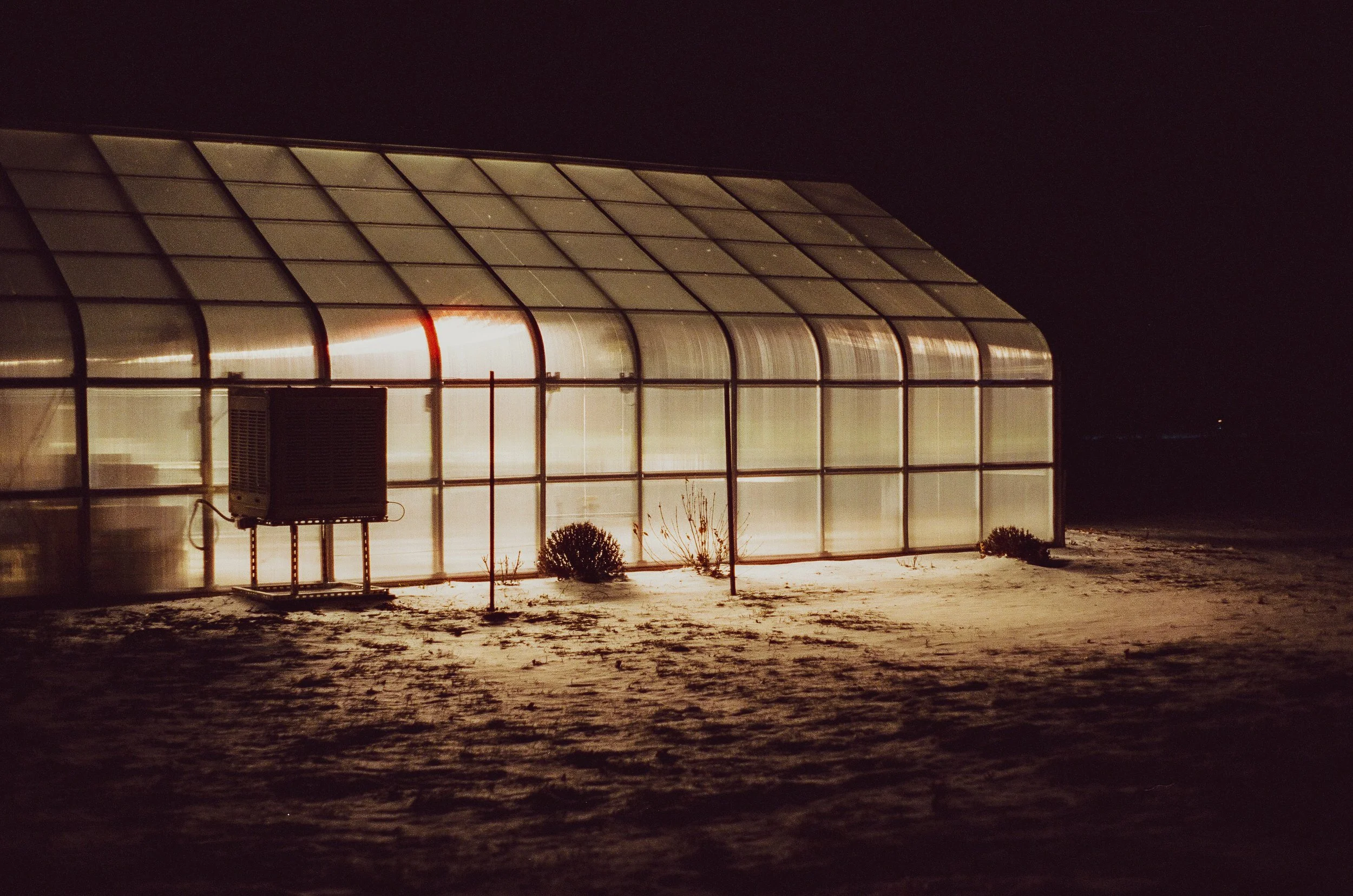 Greenhouse - Minolta Maxxum - CineStill 800t