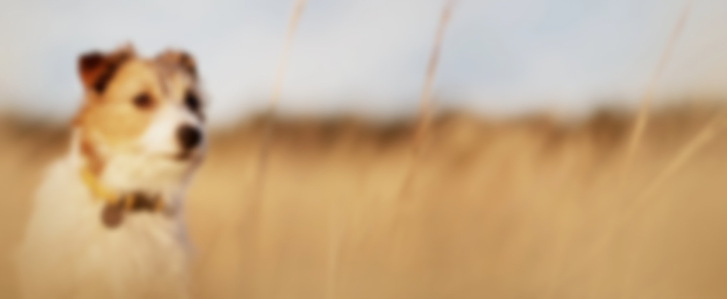 healthy-happy-pet-dog-looking-in-the-meadow-web-b-2026-03-09-22-25-56-utc.jpg