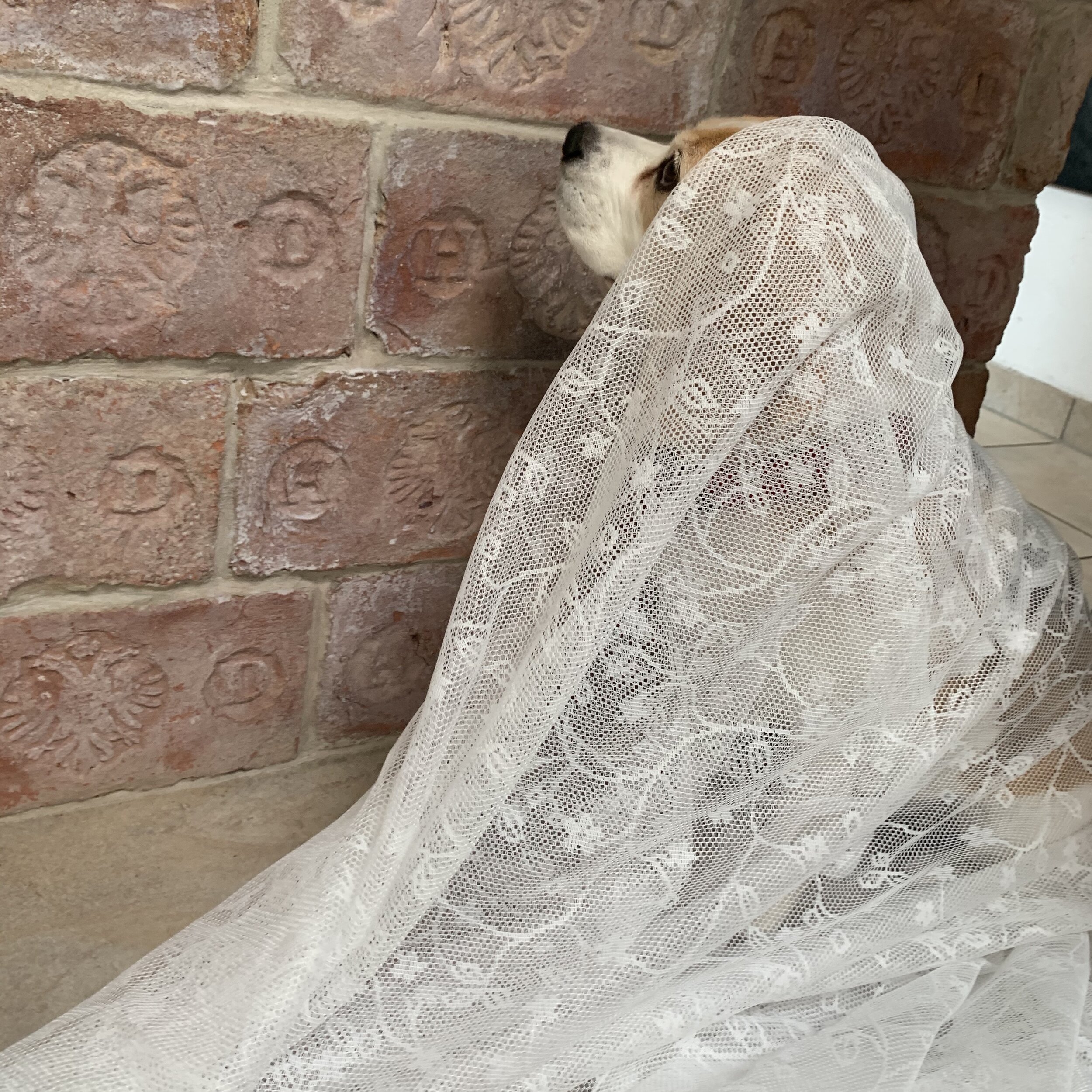 Der zerrissene Vorhang