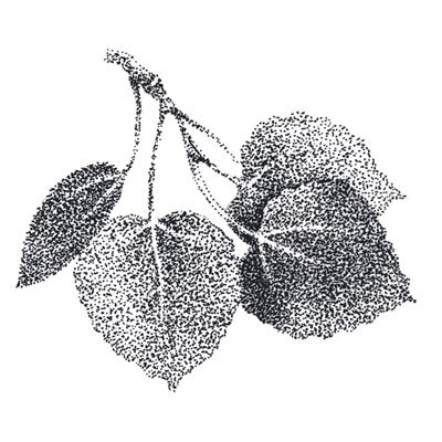 newsletter-leaves-sq.jpg