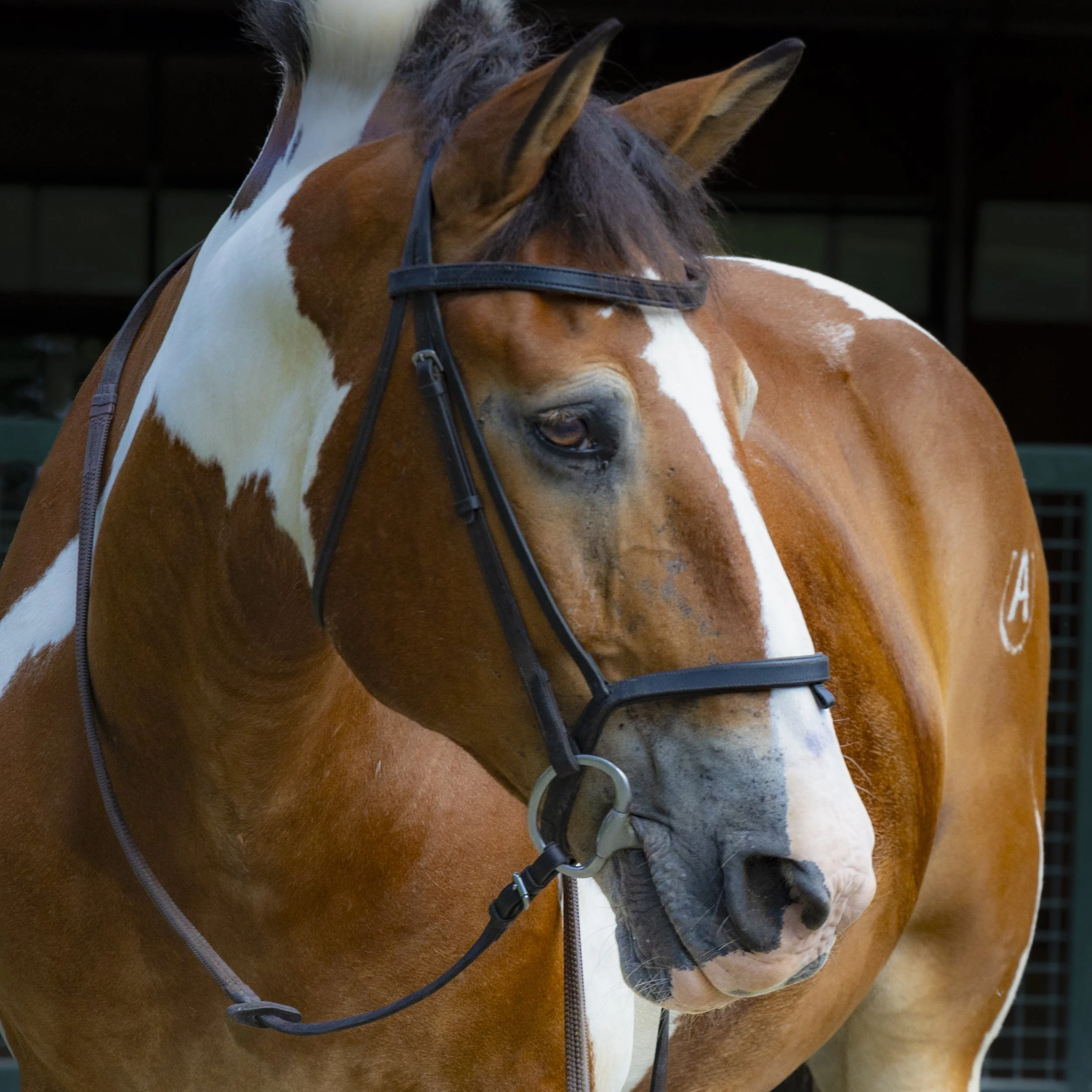 1N1A8751-Edit.jpg