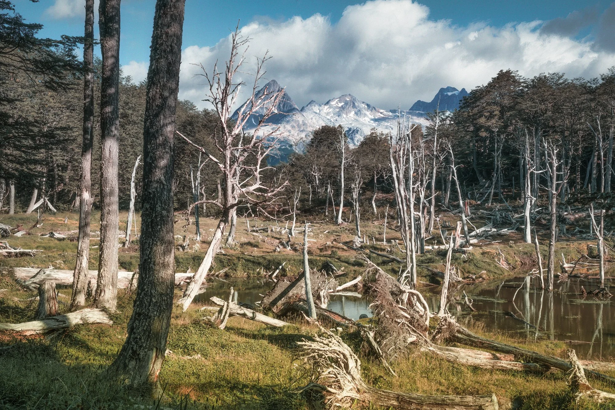 Backcountry hiking and 4-wheel driving in Ushuaia, Argentina. Beavers destroyed many trees here to build their dams