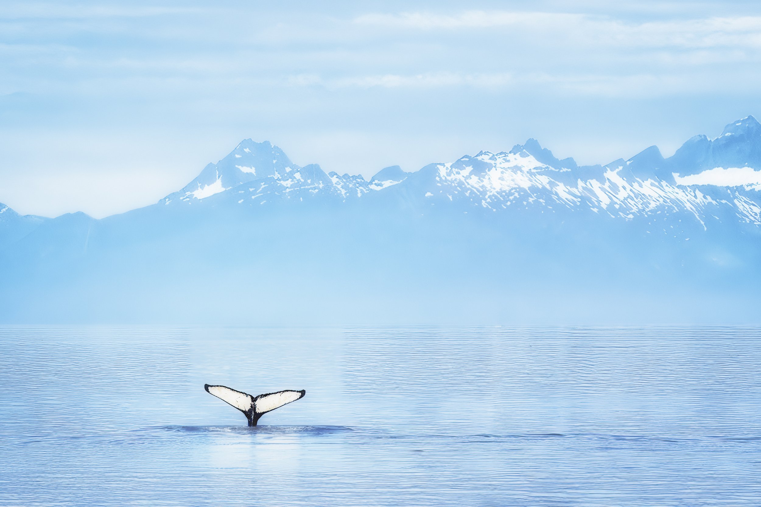 Meet NepuPalaoa, the humpback whale. We traced his name by putting his tail through an online identifier. 