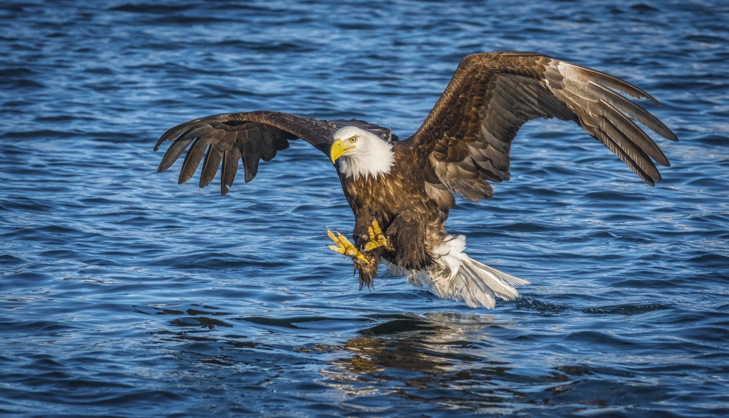 Eagles-13.jpg
