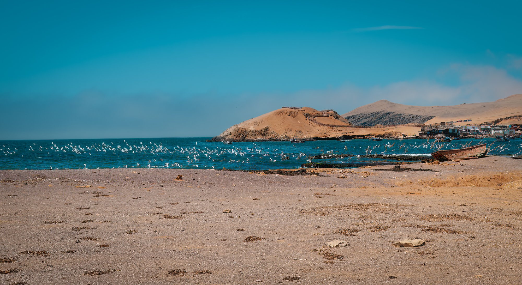 Paracus National Reserve, Peru. There were probably a few hundred Peruvian terns on the water, moving around in mass. Good to see since they are endangered.
