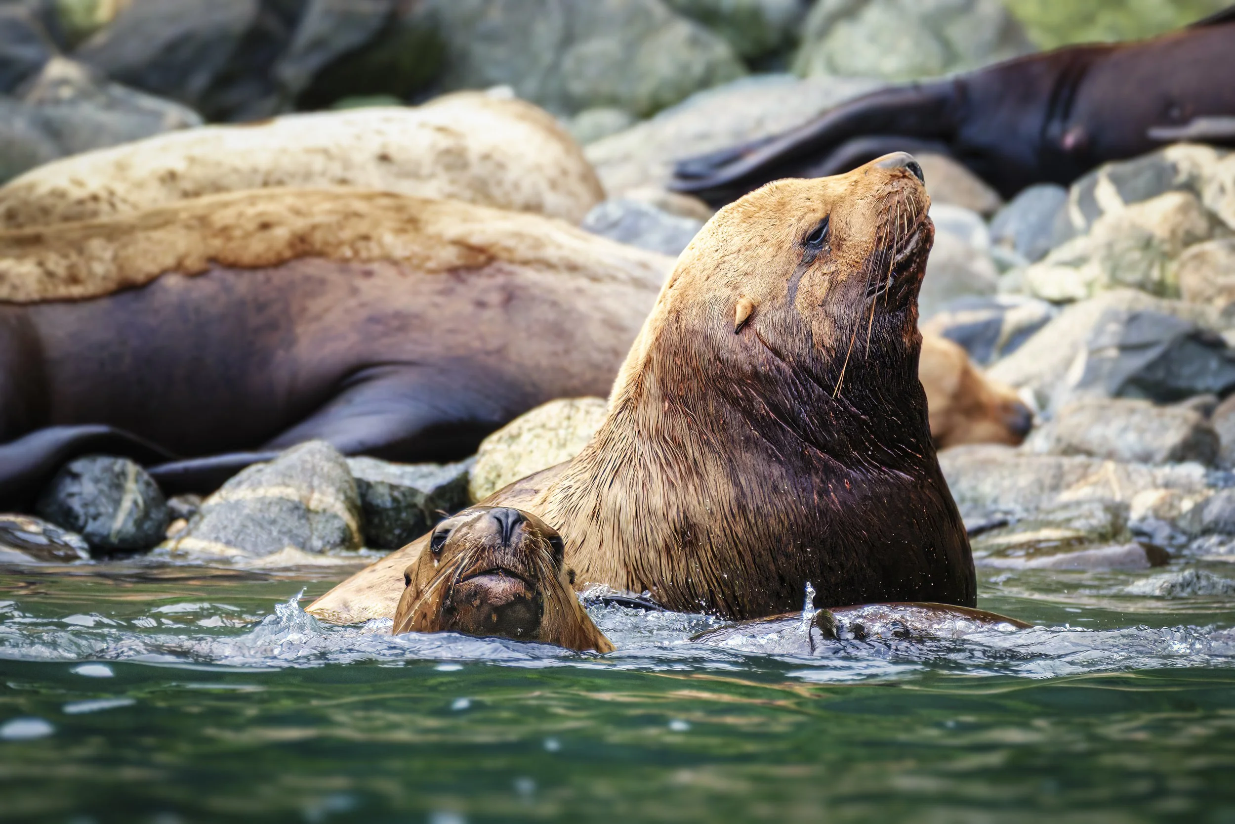 Lots of Sea Lions on the Inian Islands!