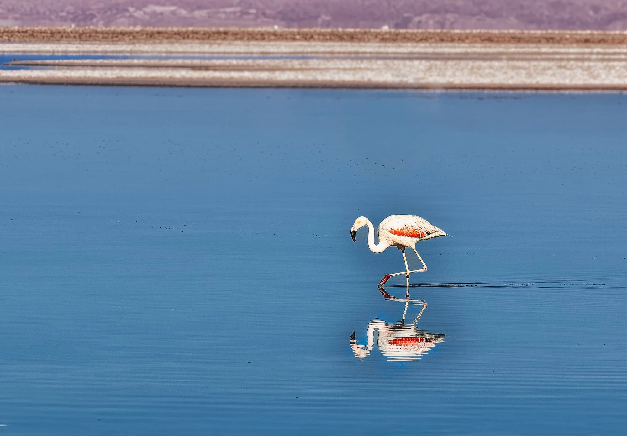 Atacama desert, Chile. Flamingos never disappoint.  