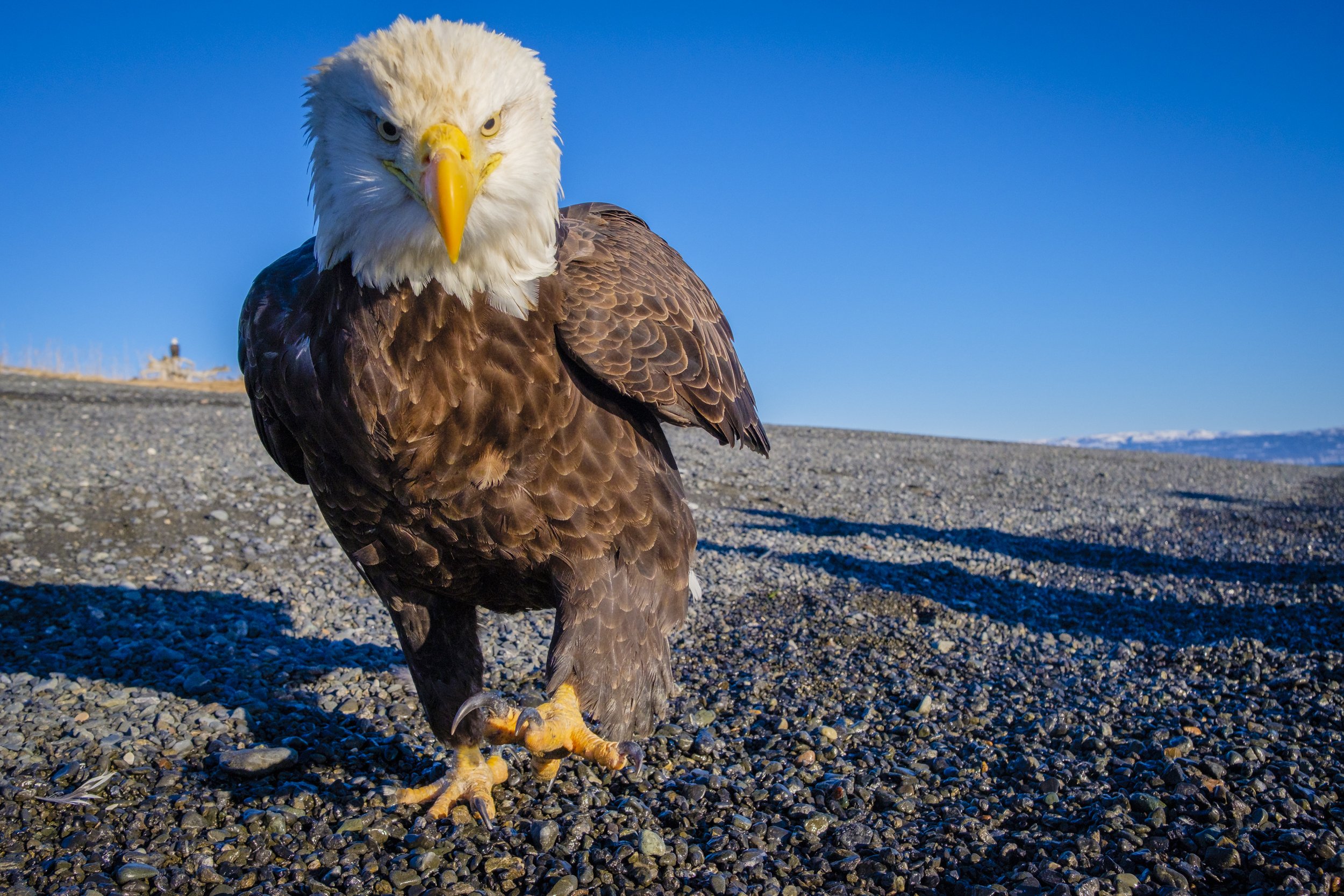 Eagles-7.jpg