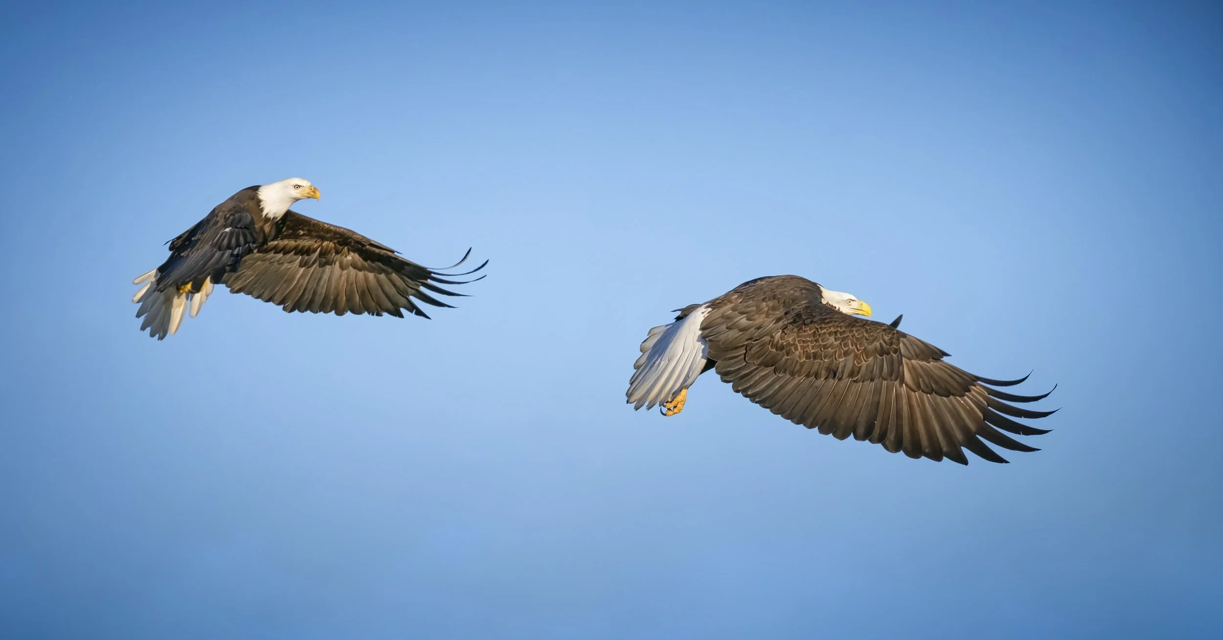 Eagles-16.jpg