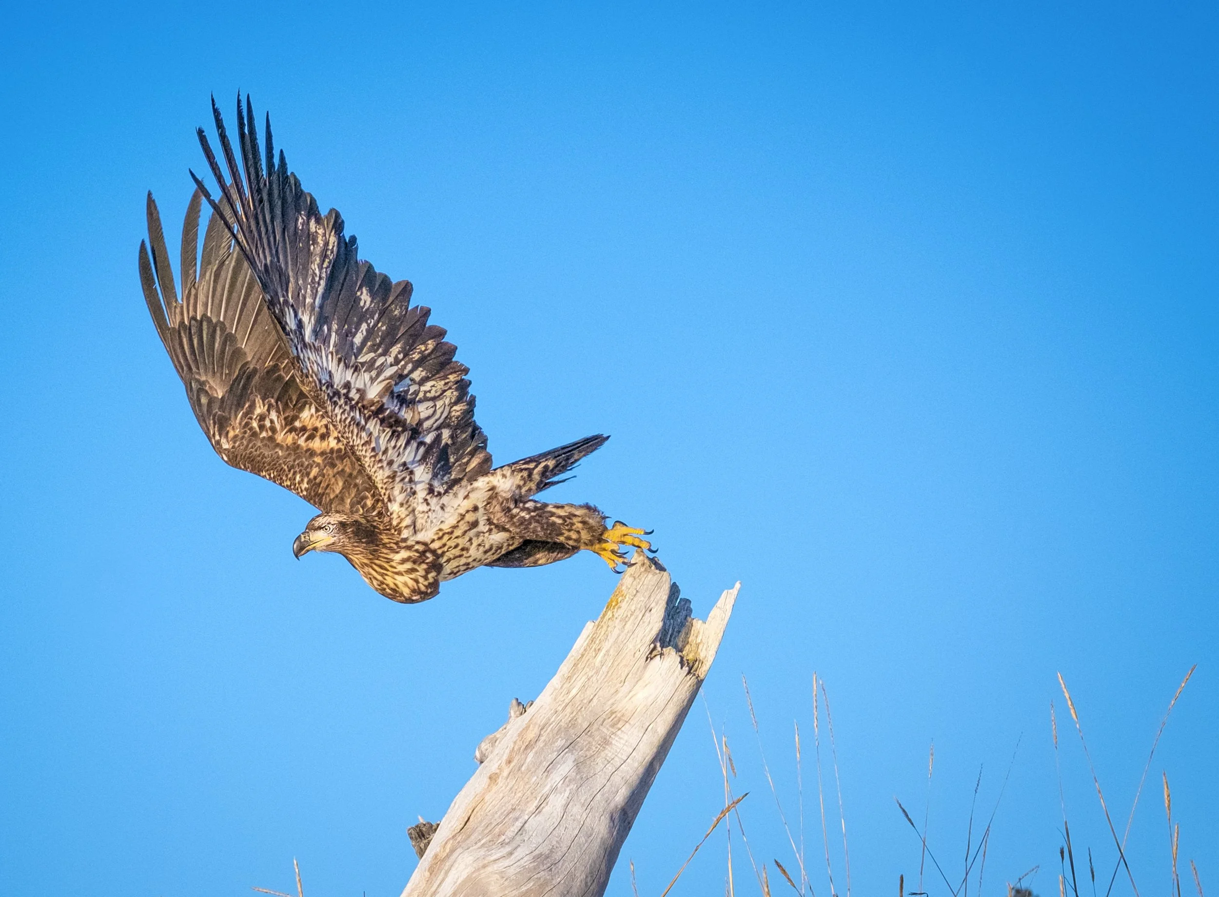 Eagles-29.jpg