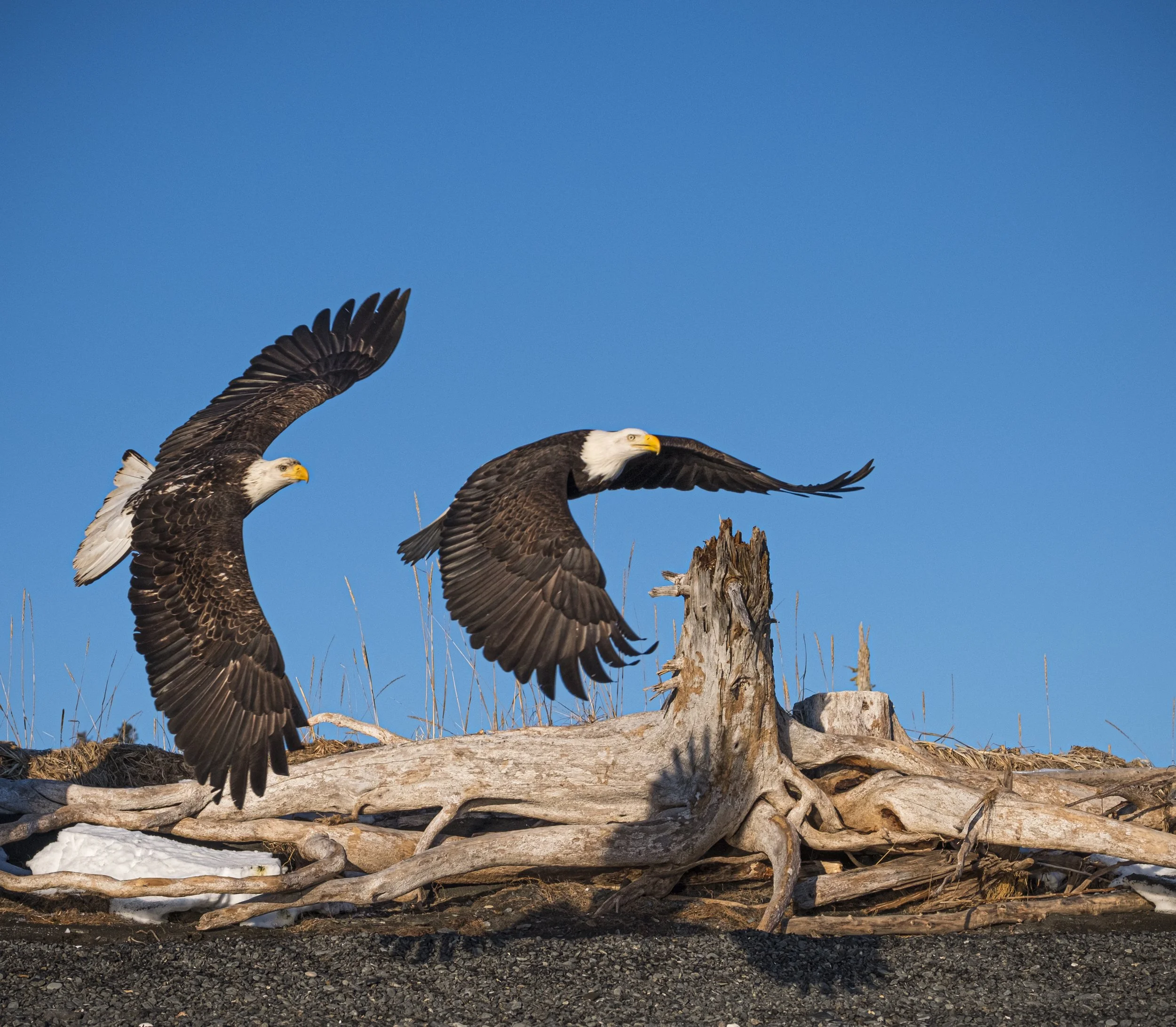 Eagles-40.jpg