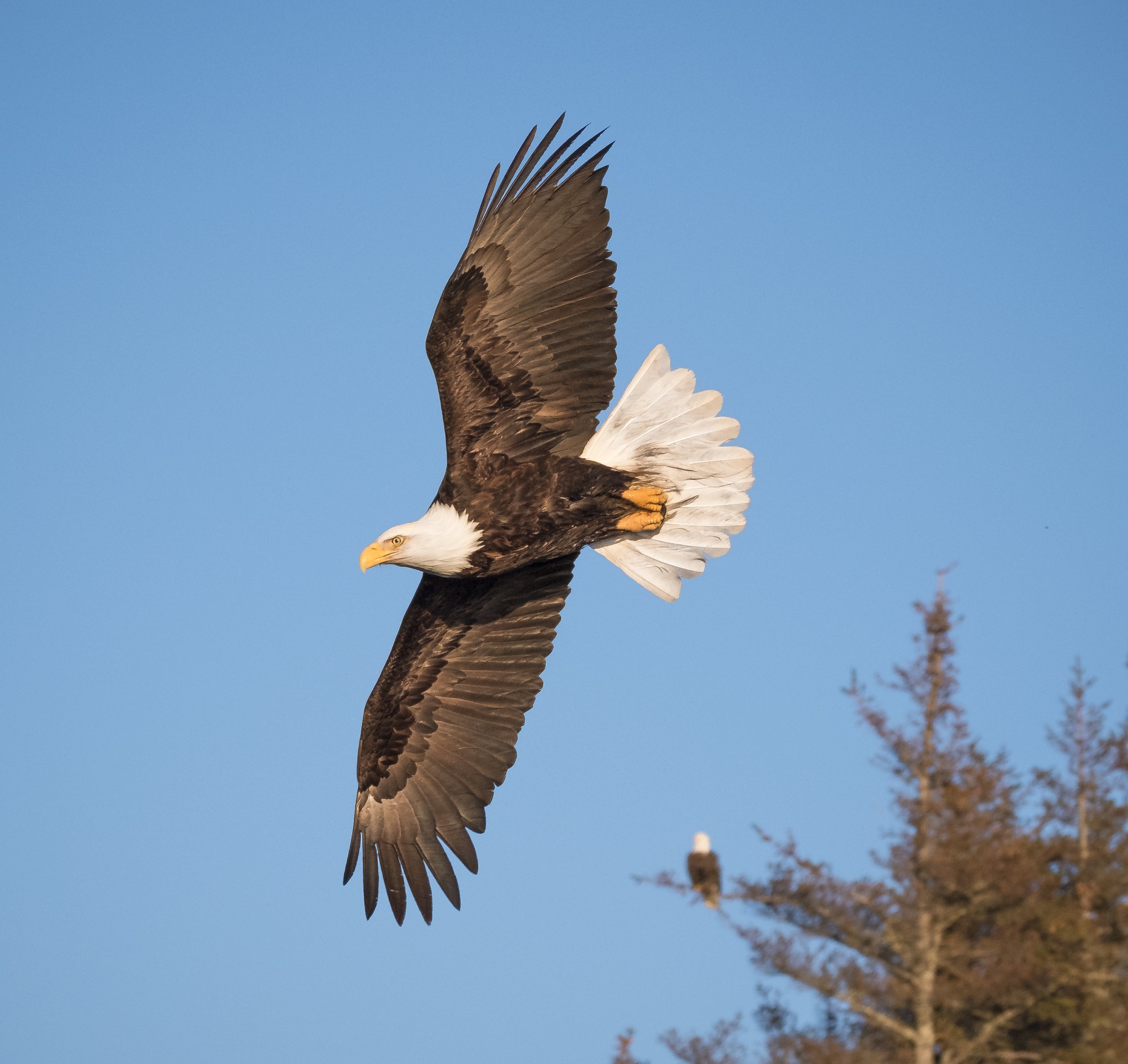 Eagles-12.jpg