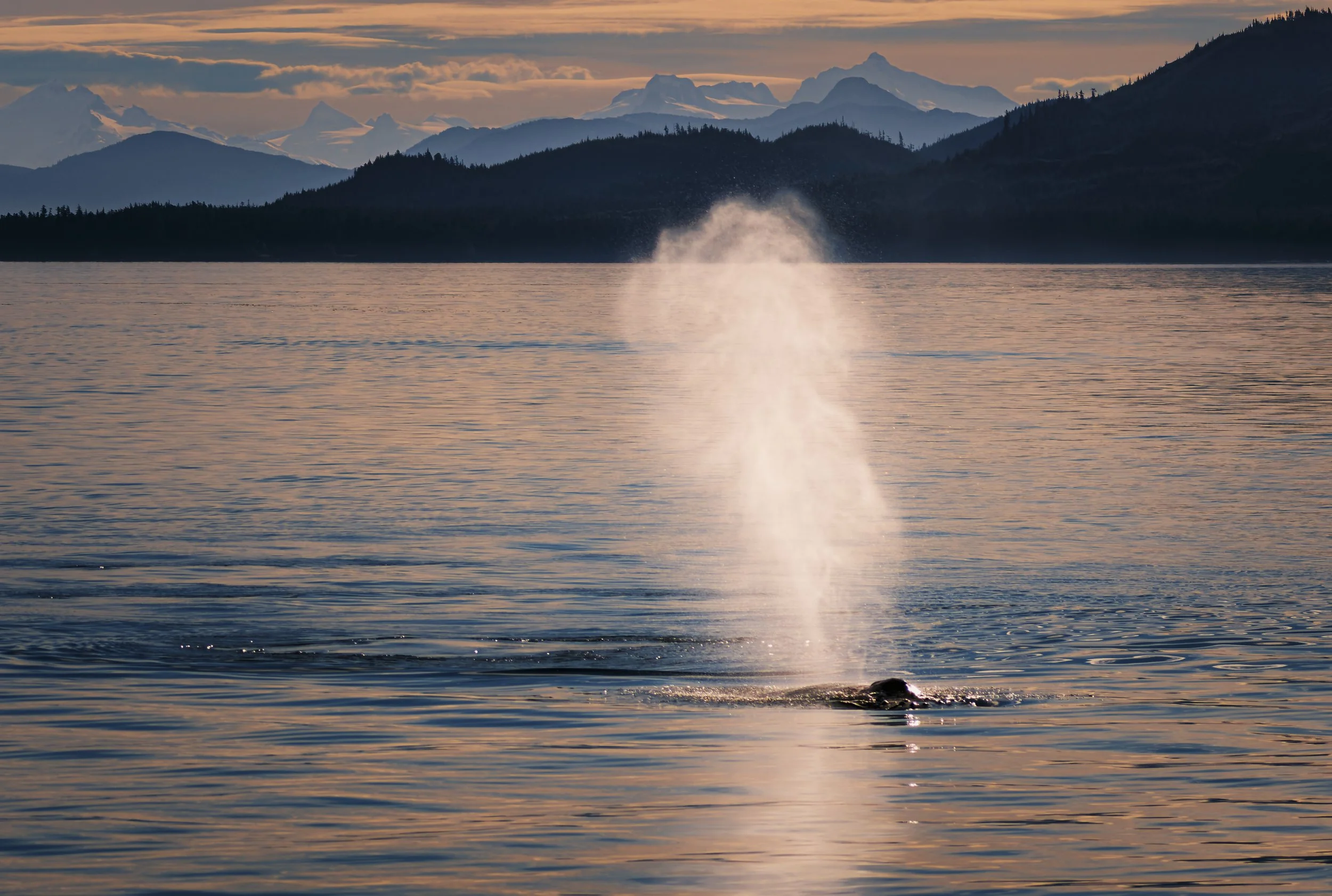 Humpback whale near Keku Islands at sunset.  What a blow!!